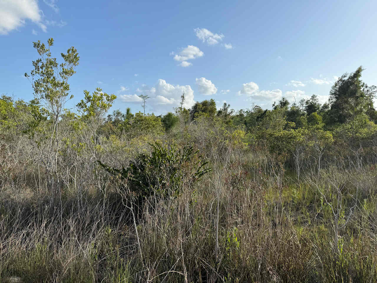 SWFL Everglades Camping