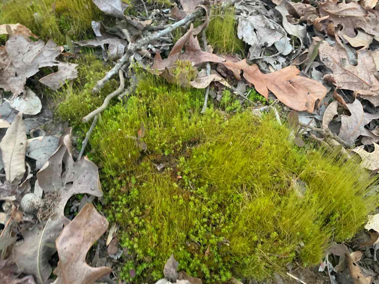 Moss 