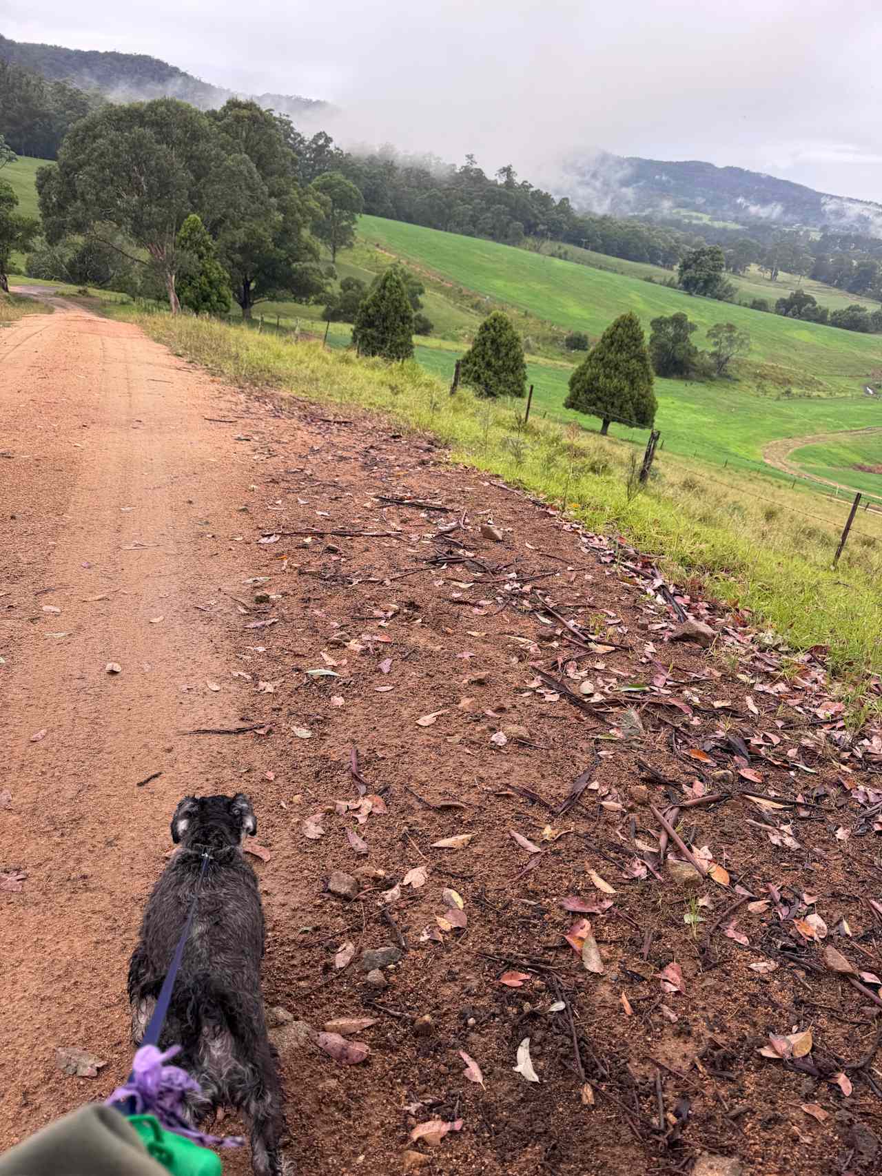 Sapphire Coast Dairy-Homestead