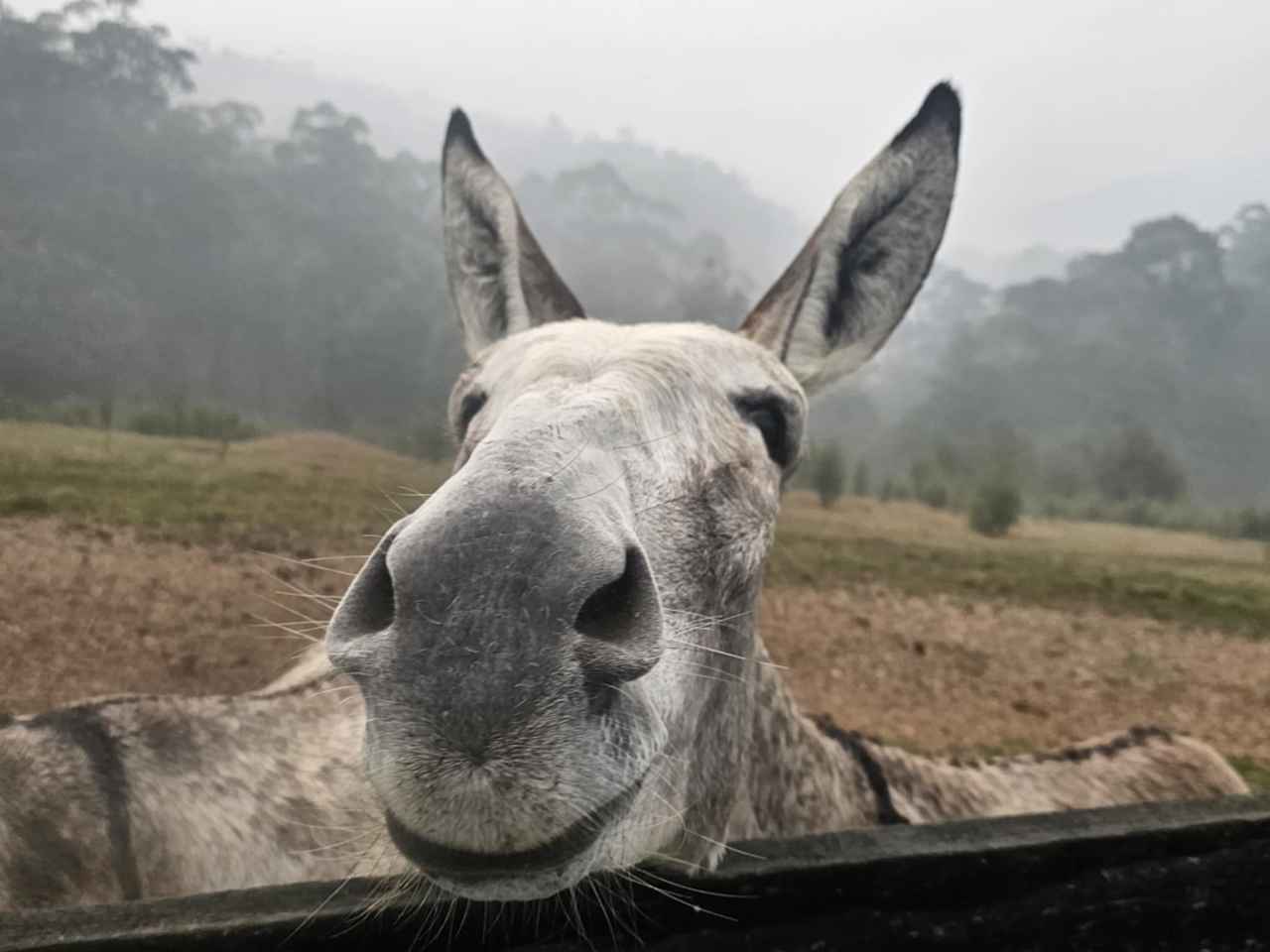 Iron Brook Donkey Farm