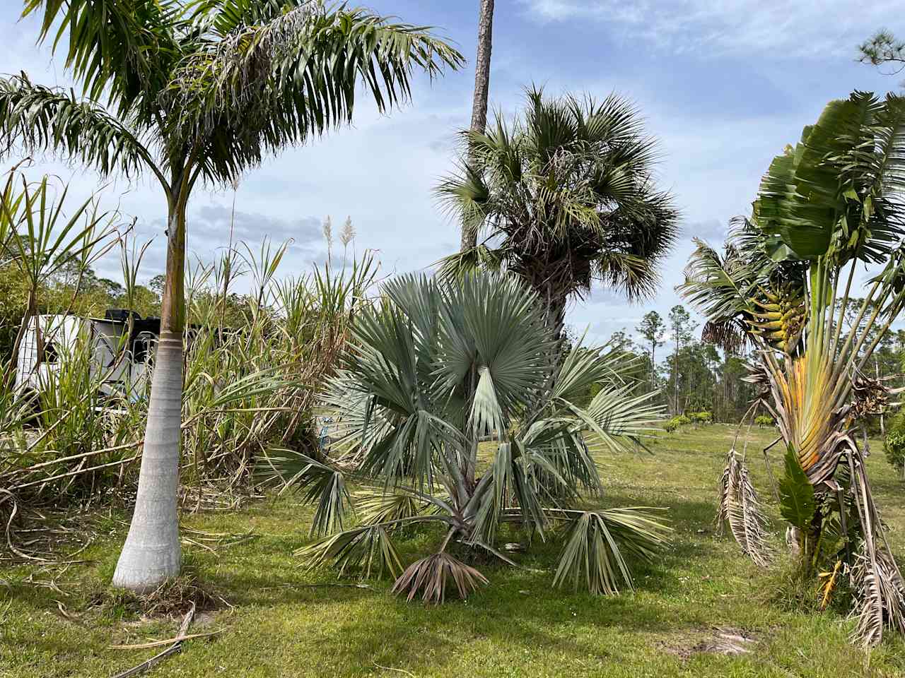 Palms, sugar cane and a beautiful bird of paradise. 
