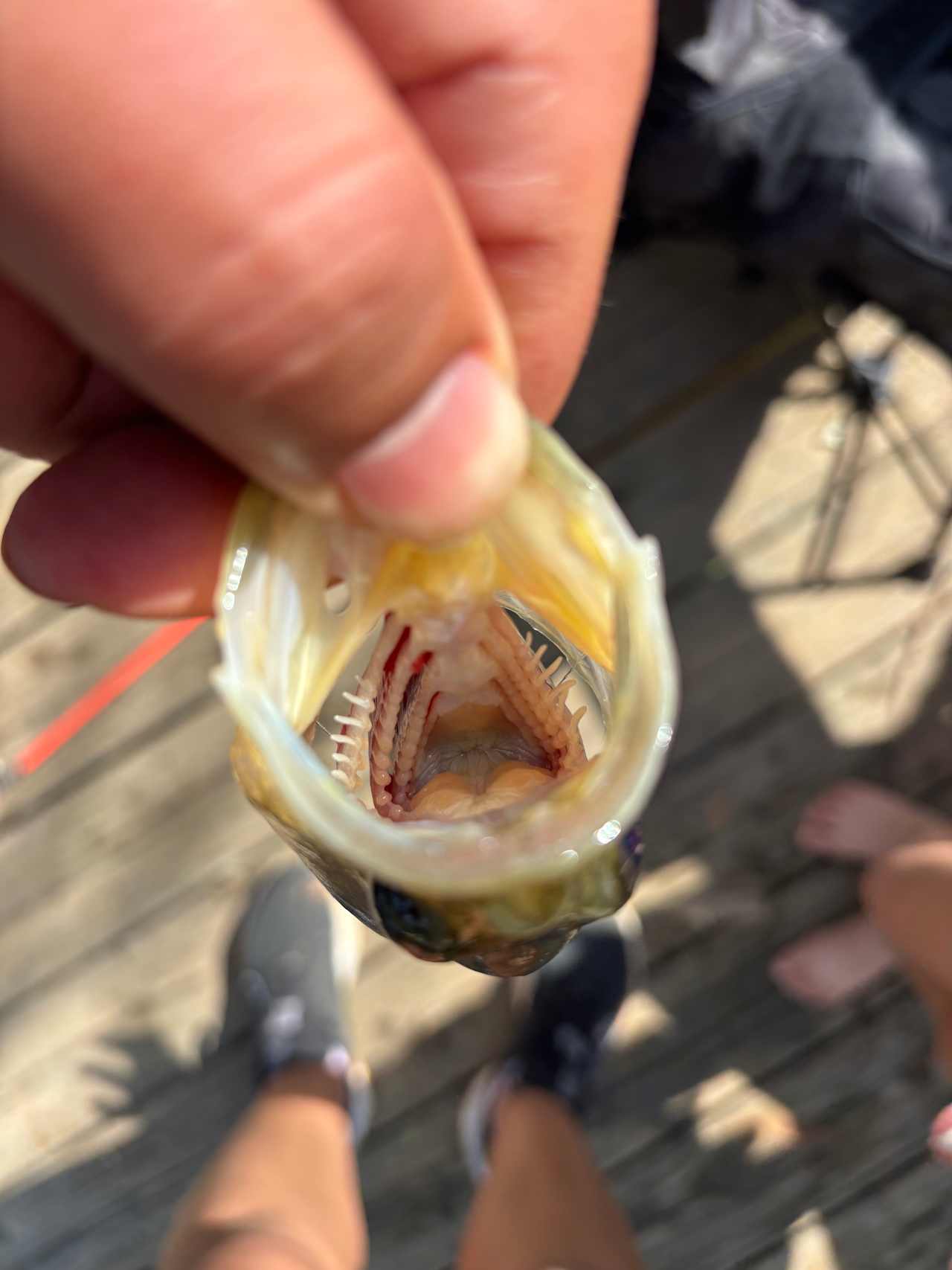 One fish we caught