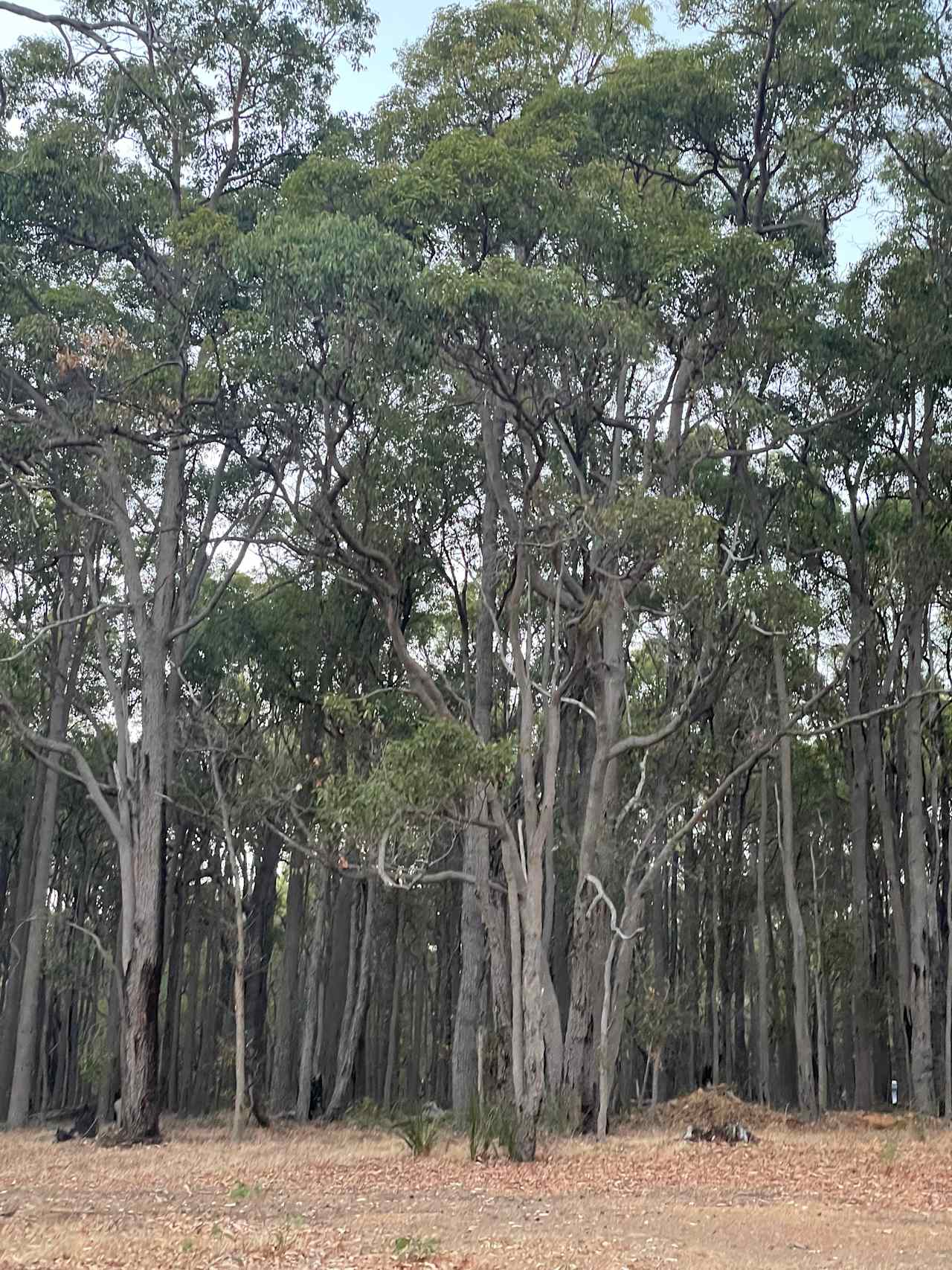 100-Acre Woods