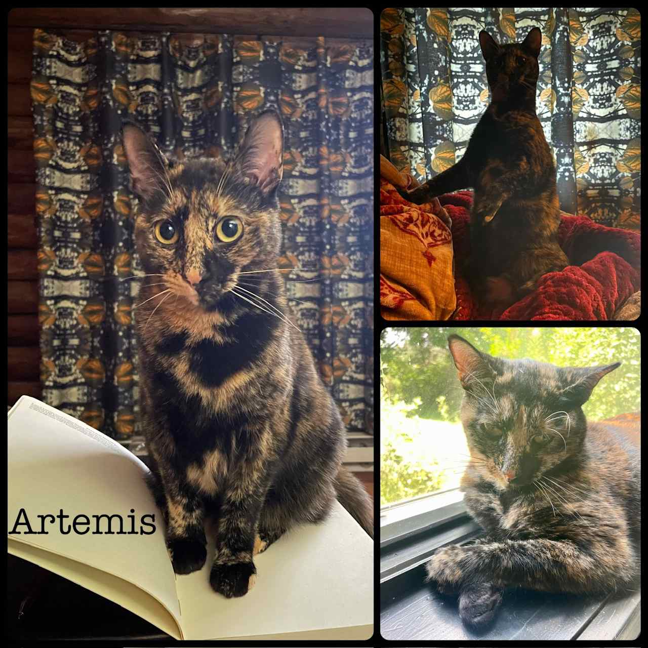Artemis Gardens BnB