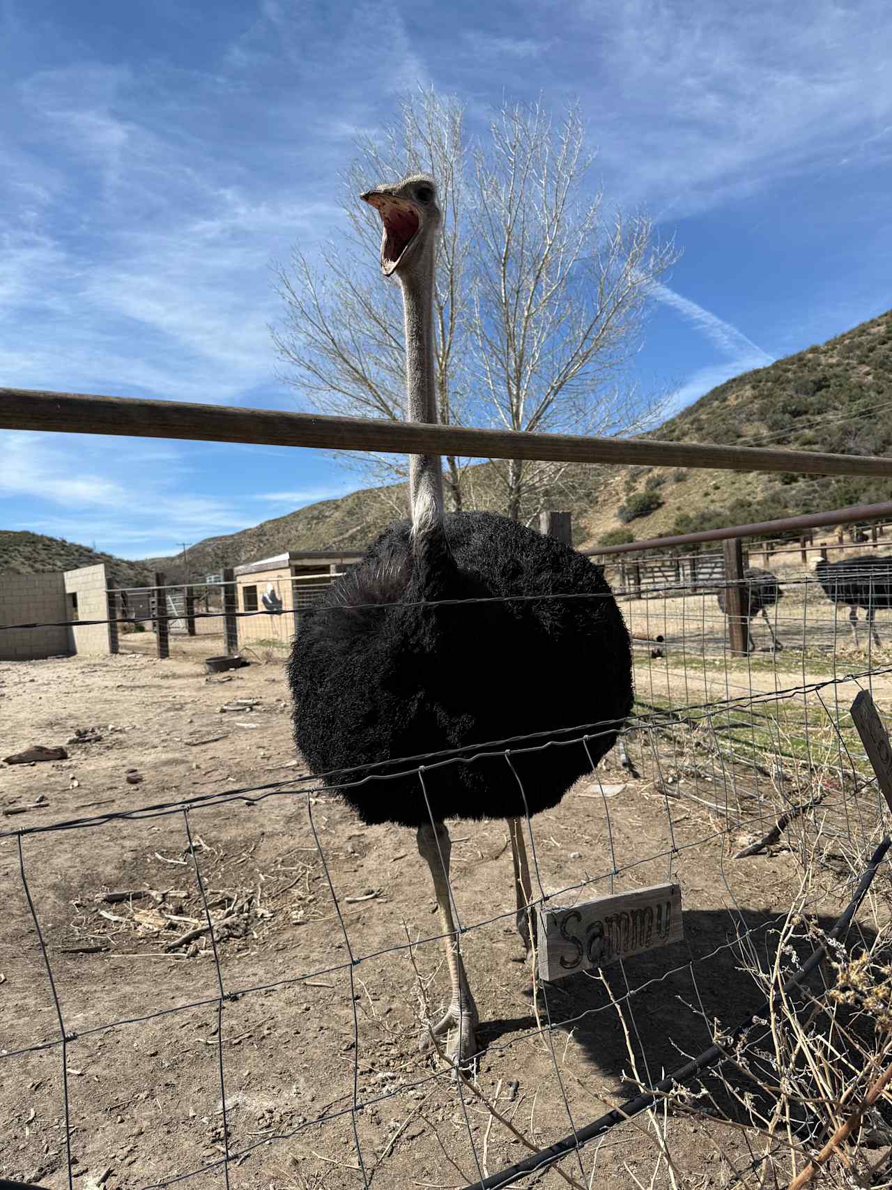 Saying hi to the ostriches!
