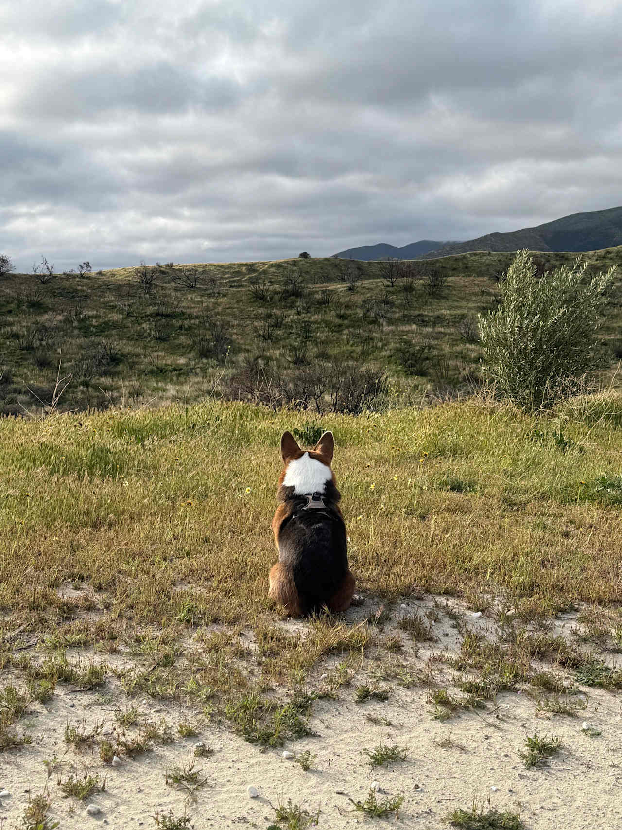 Cuyama Oaks Ranch