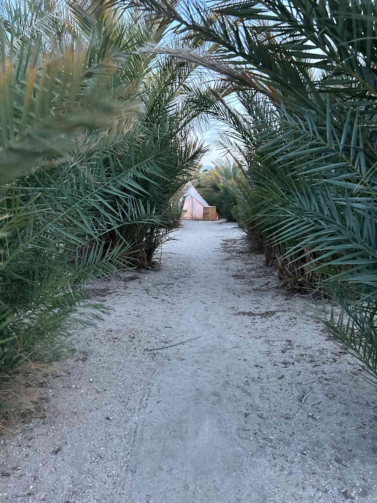 Mineral Spring Date Farm