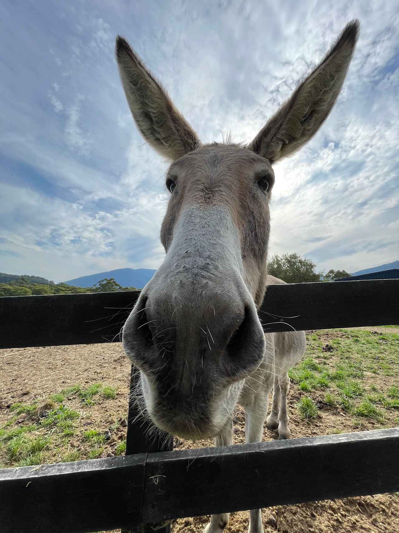 Iron Brook Donkey Farm