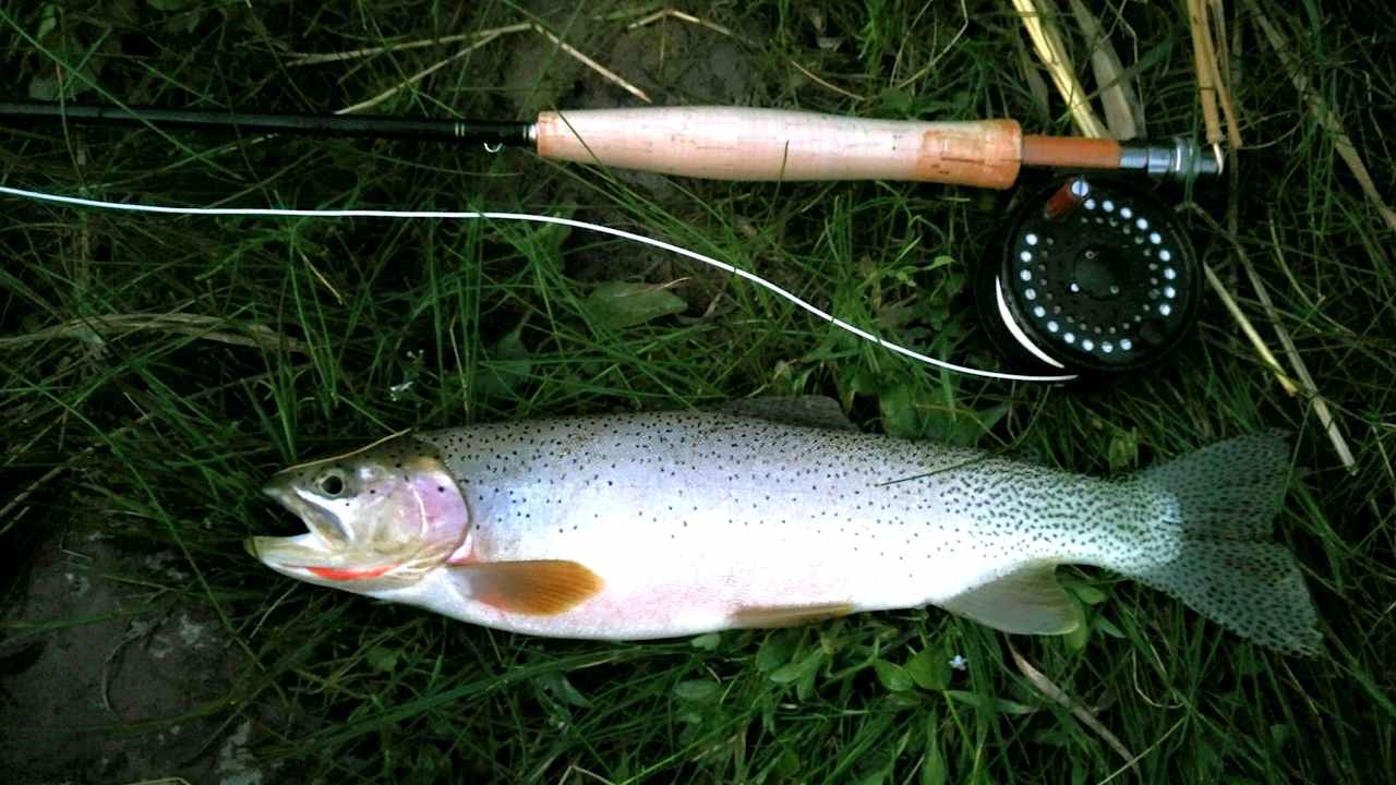 Dick's Blue Ribbon Fish Camp