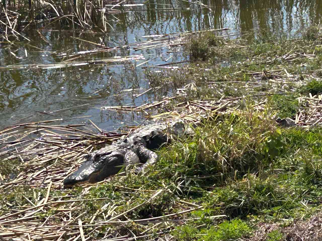 Apopka is for gators