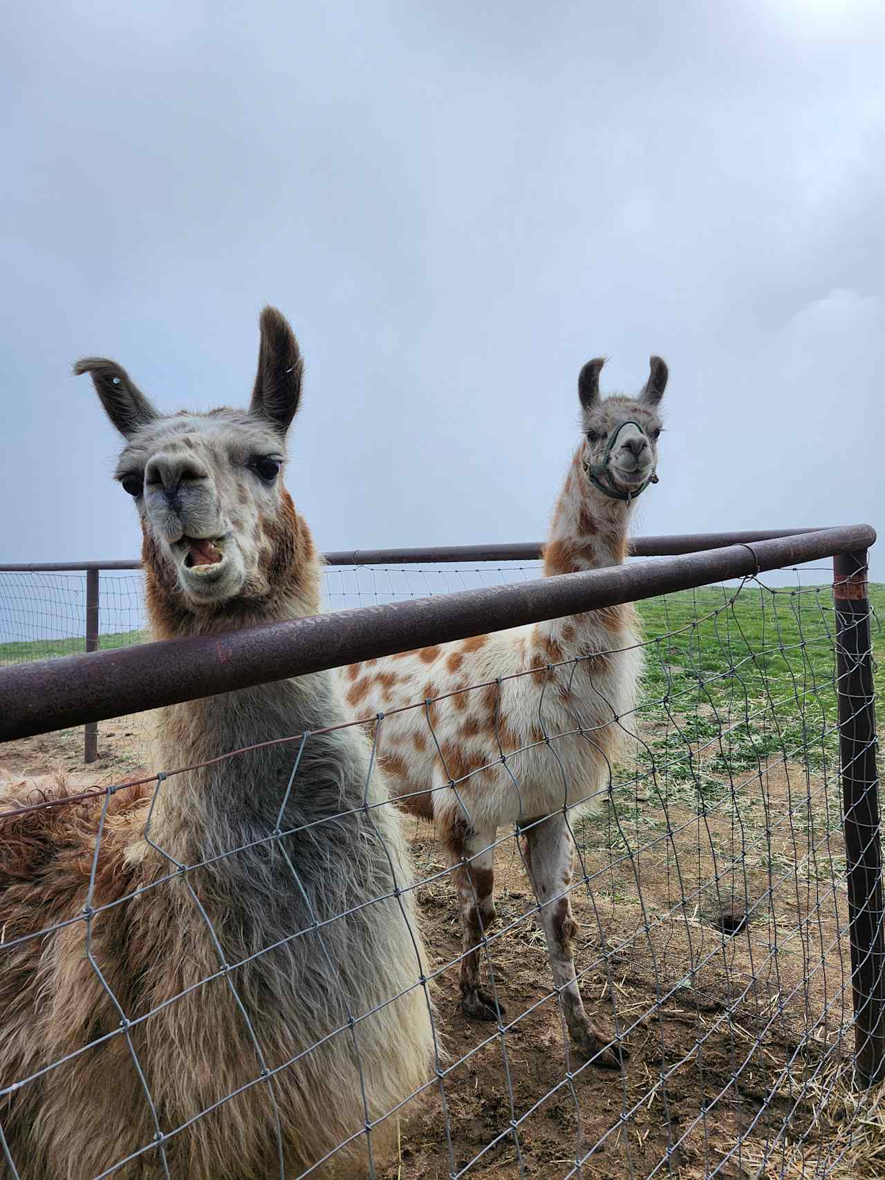Lone Juniper Ranch