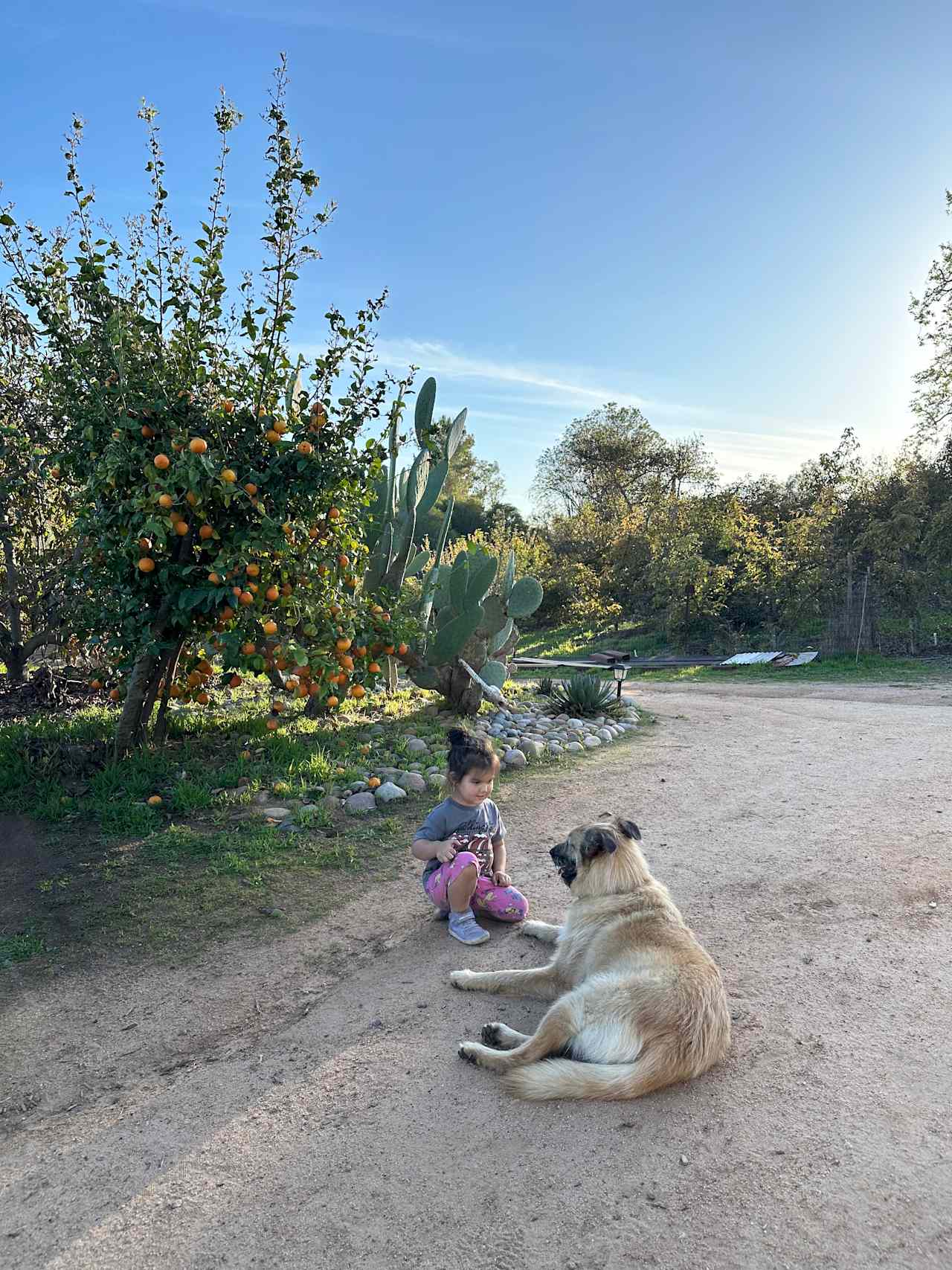 Campo Nopalito