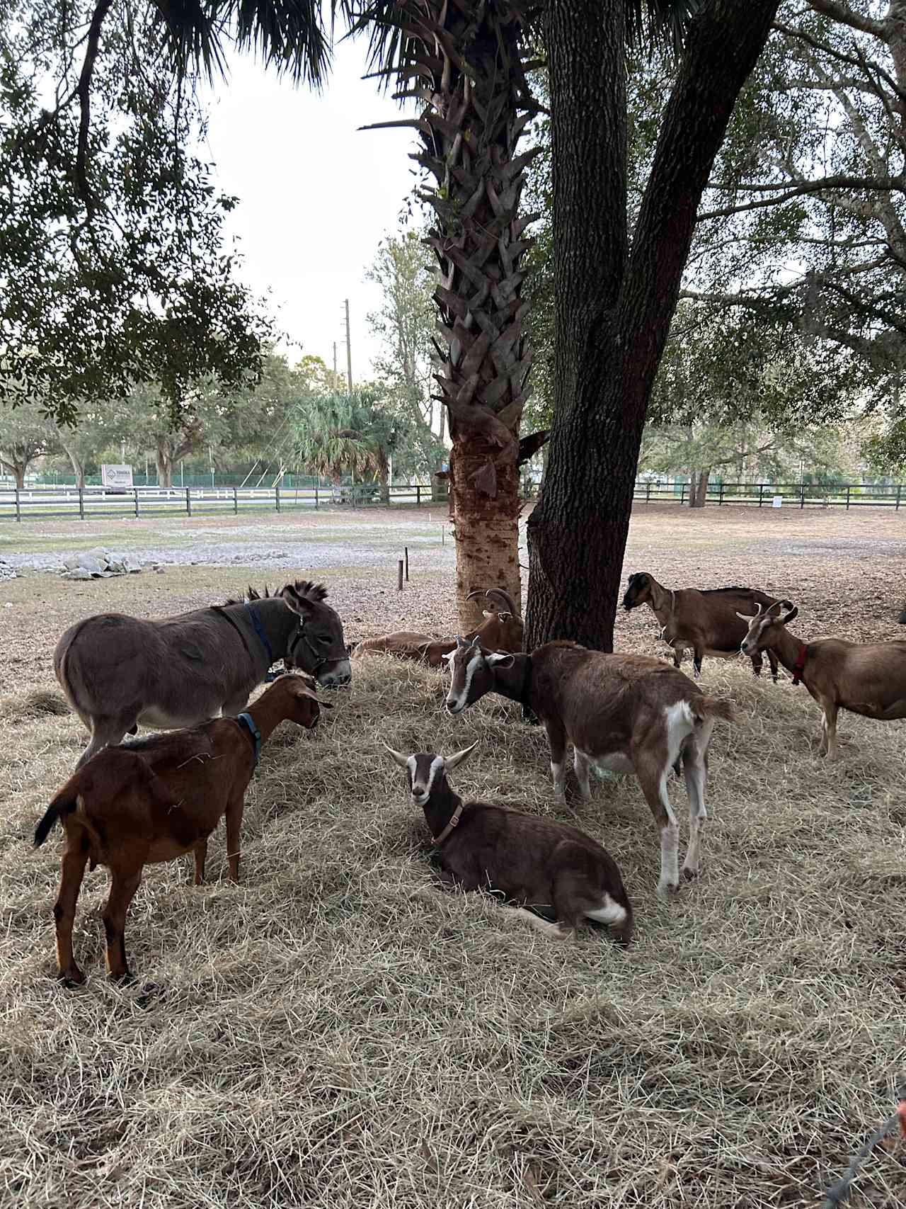 Goat/donkey meeting