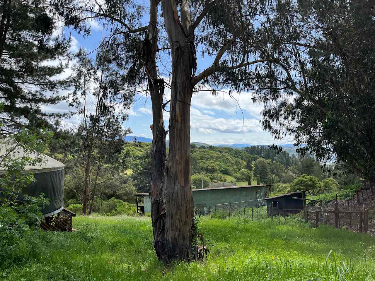 tree from the bench
