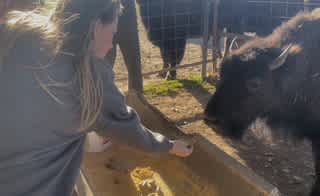 Feeding the buffalo