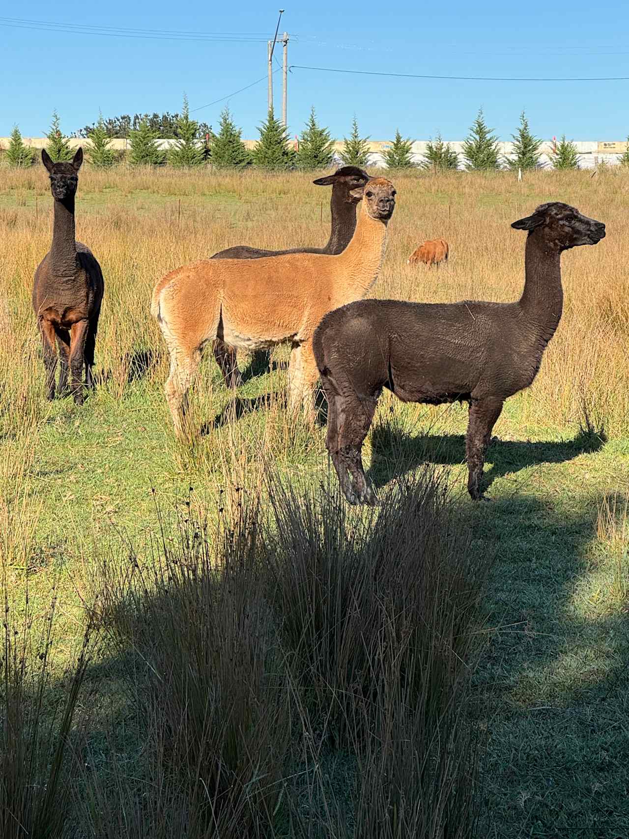 The Animals on the property 