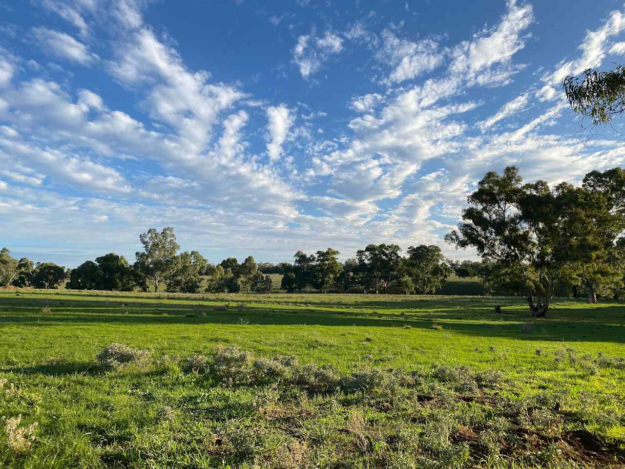 This is the site that guests can set up.  Along the tree line is Plain Creek.  As it is a creek it sometimes has water and other times it is dry.  At this moment we are lucky enough to have water holes.
