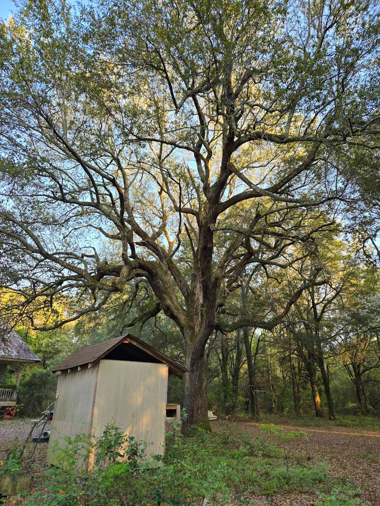 Too Many Oaks Plantation