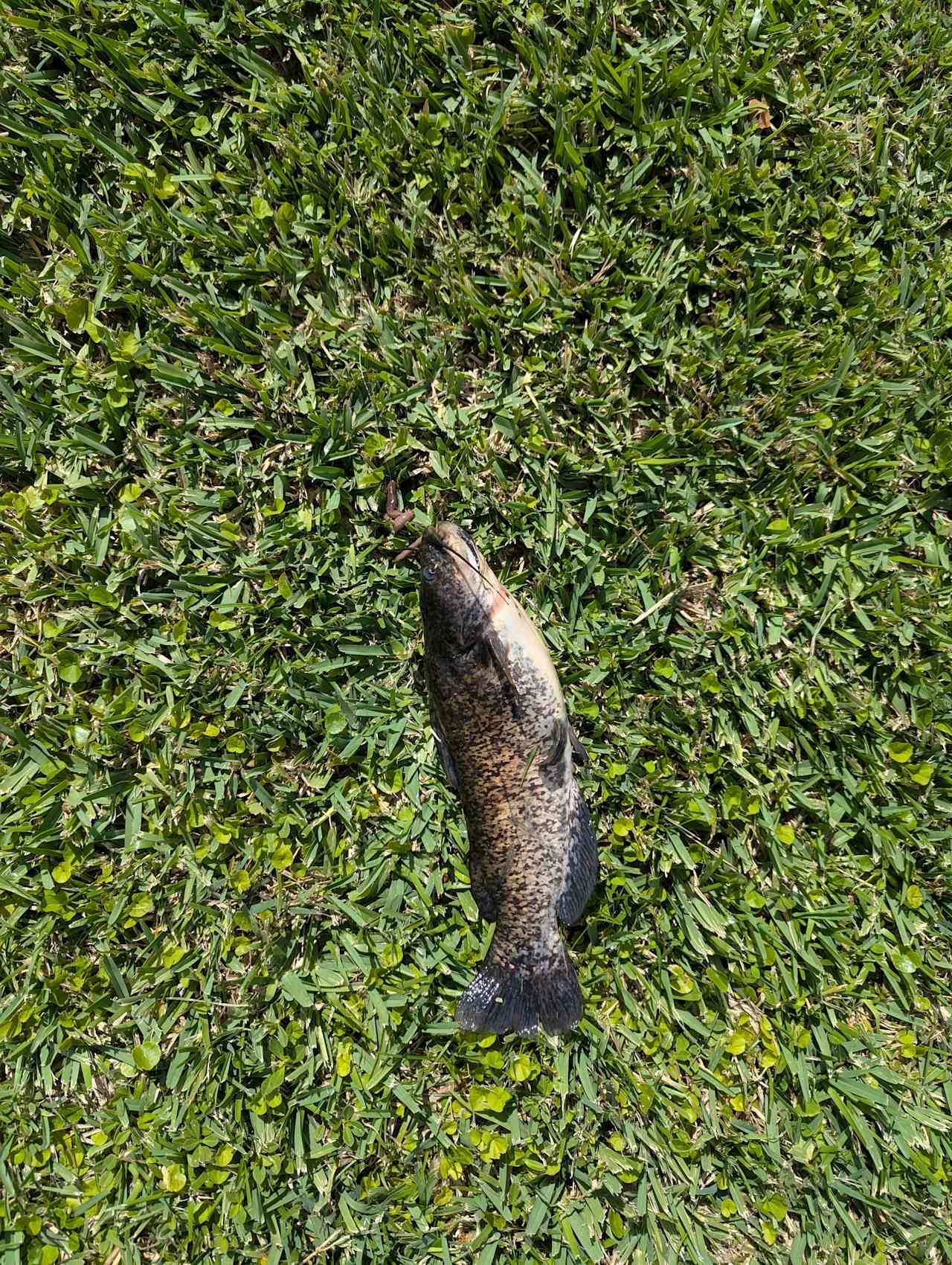 Catfish from a pond in the area. 