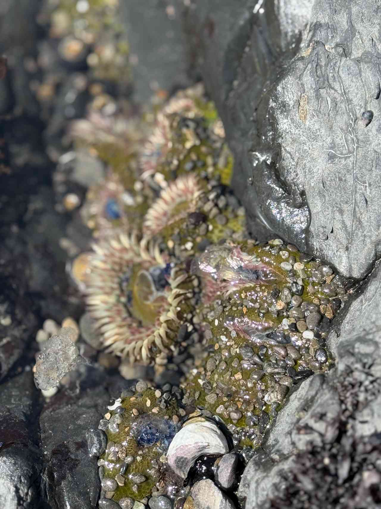 Tide pools 