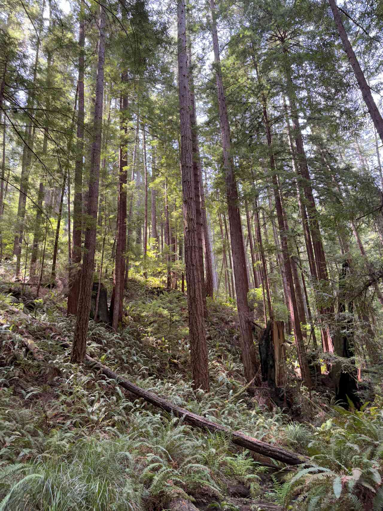 Hiking into redwoods, right next to camp!