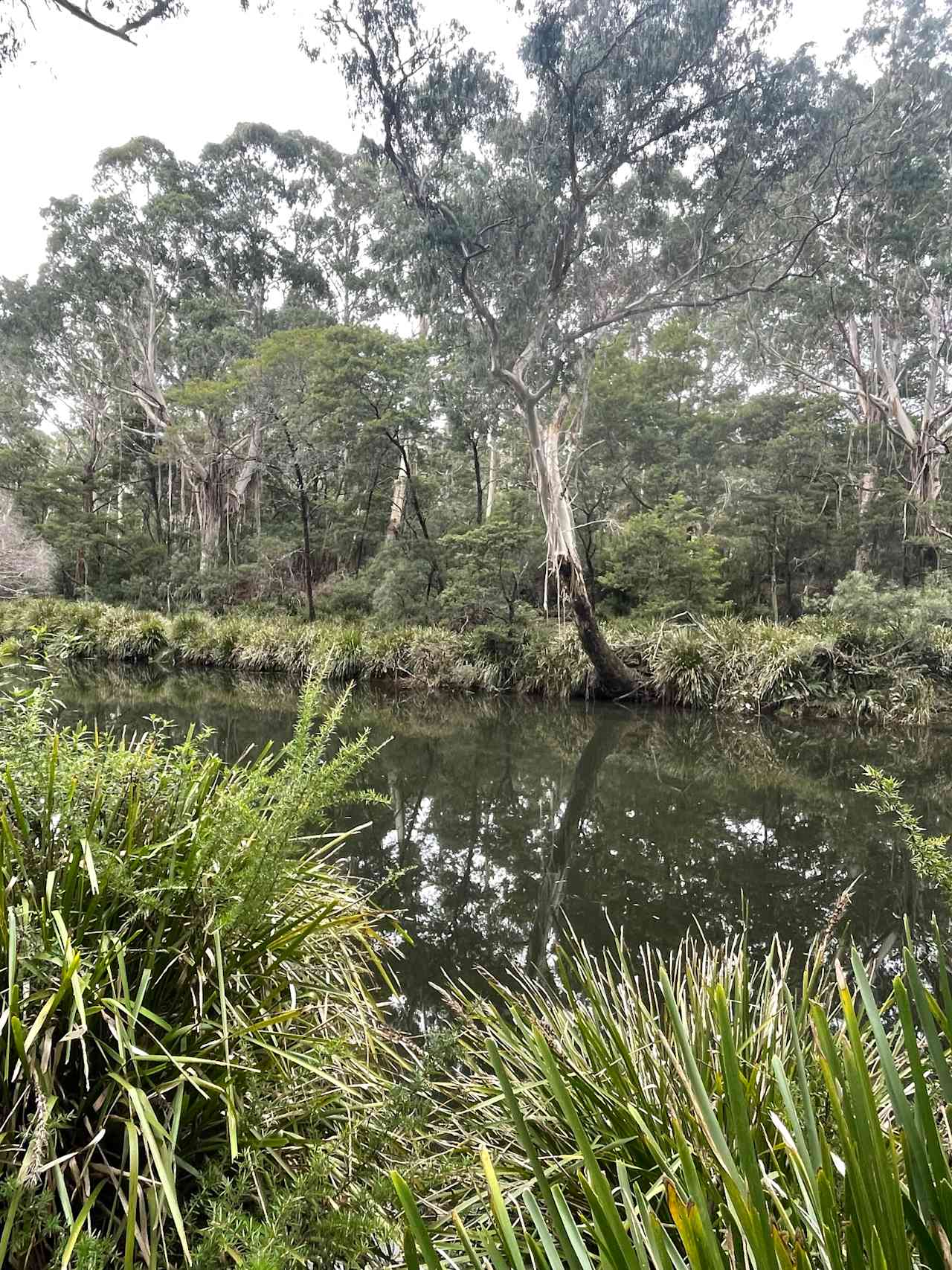 Scribbly Gum secluded bush camping