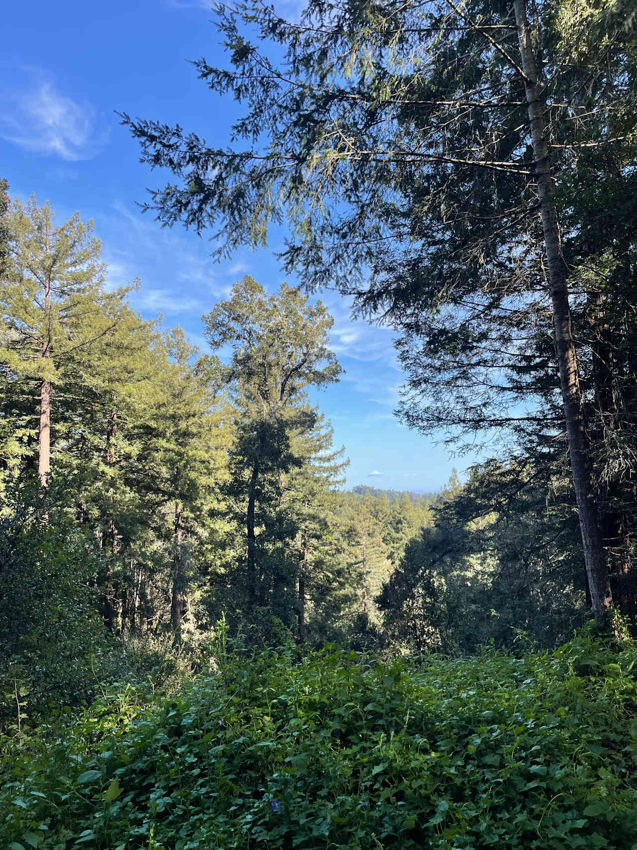 Fern Ridge Flats - Private Camping
