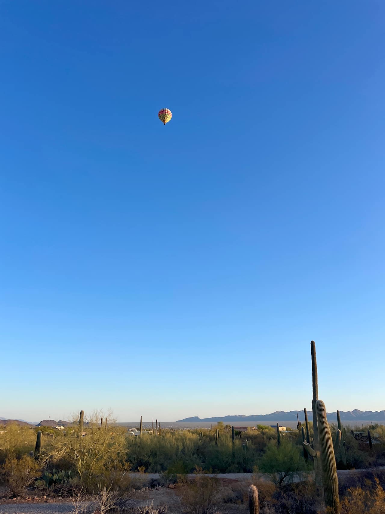 Saguaro View