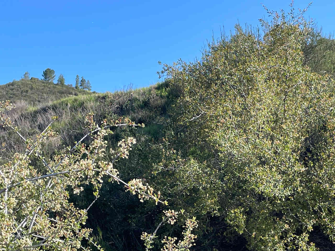 In a walk looking up the hill towards the upper camp area