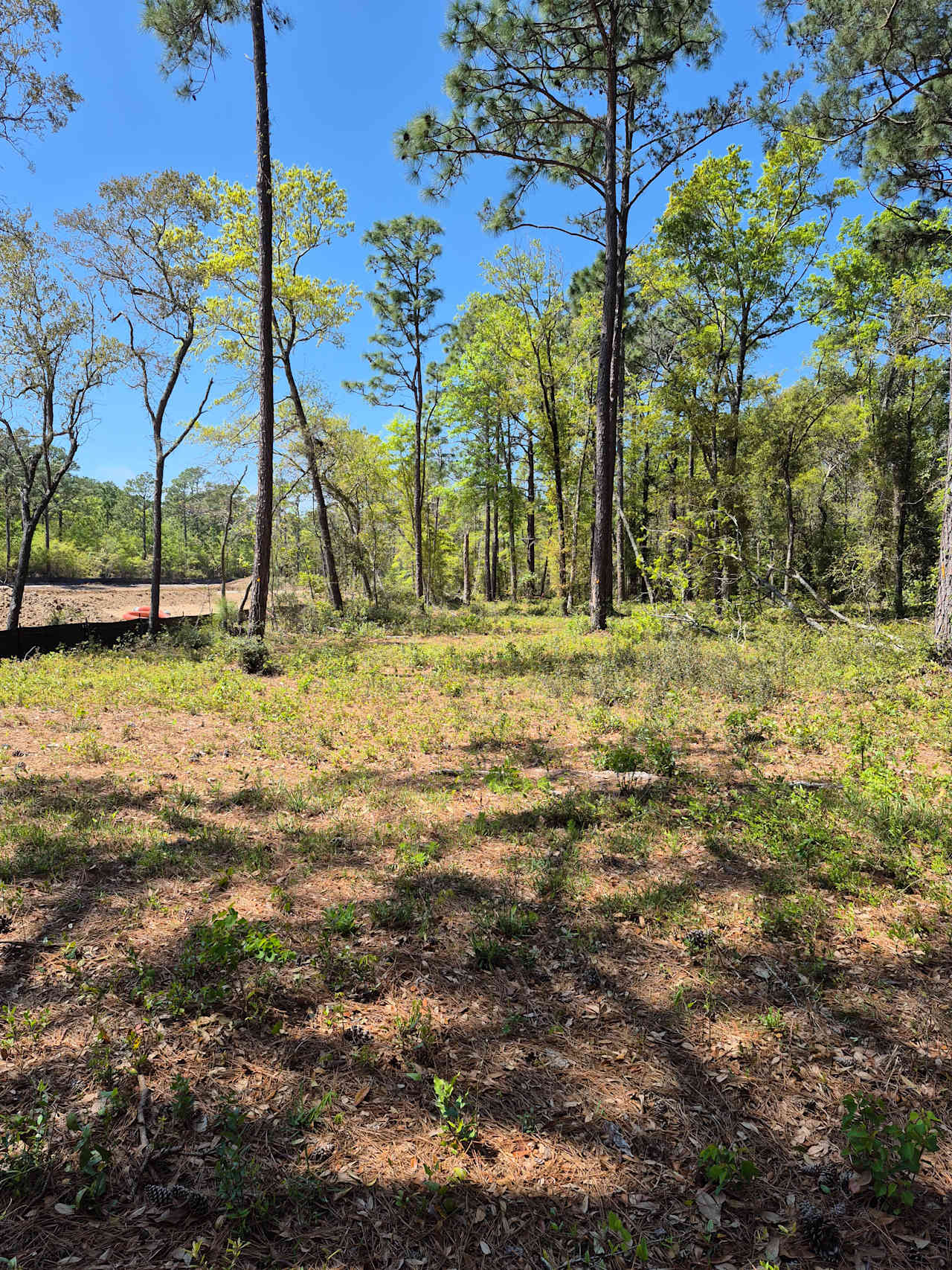 Pine forest, 5 minutes to the beach