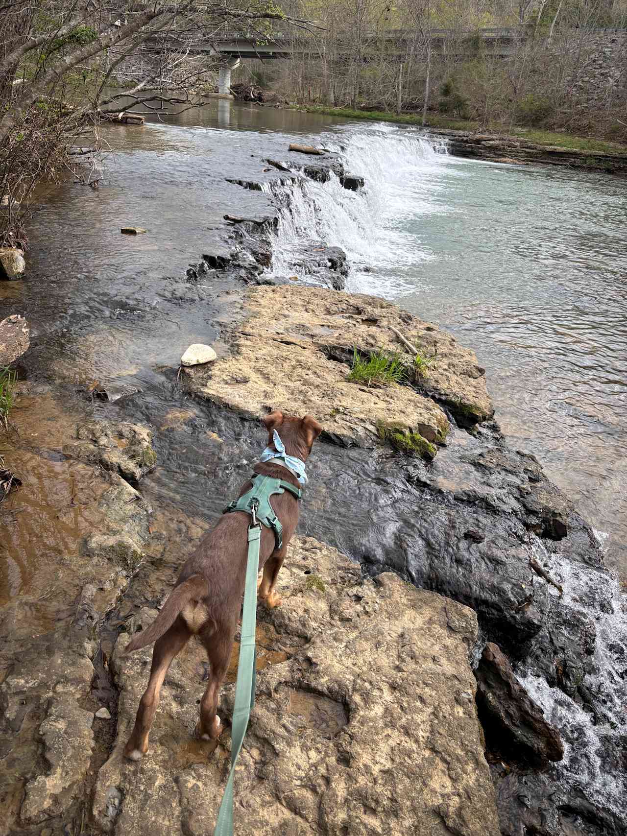 Waterloo Falls