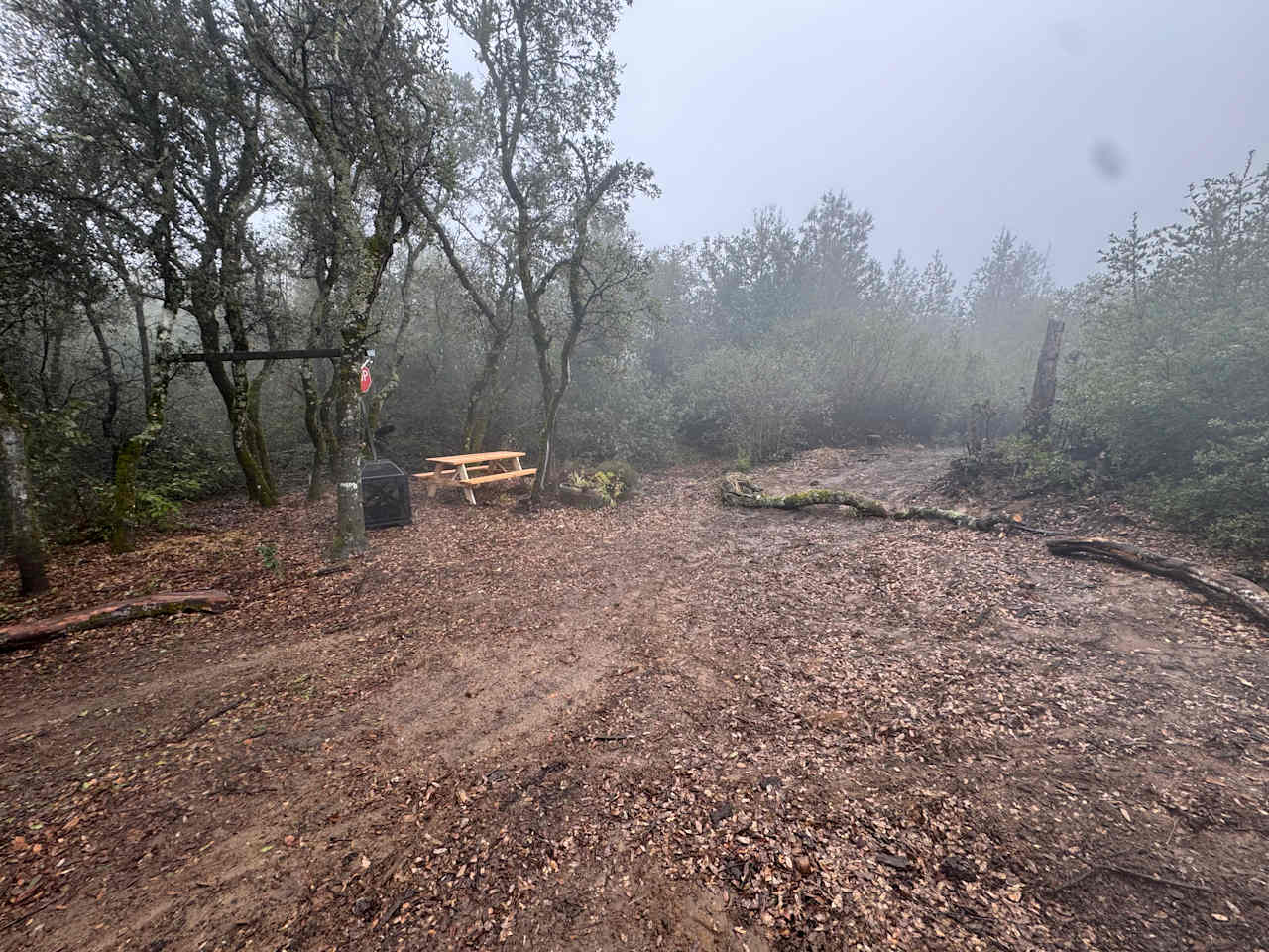 Camp Rewilding
