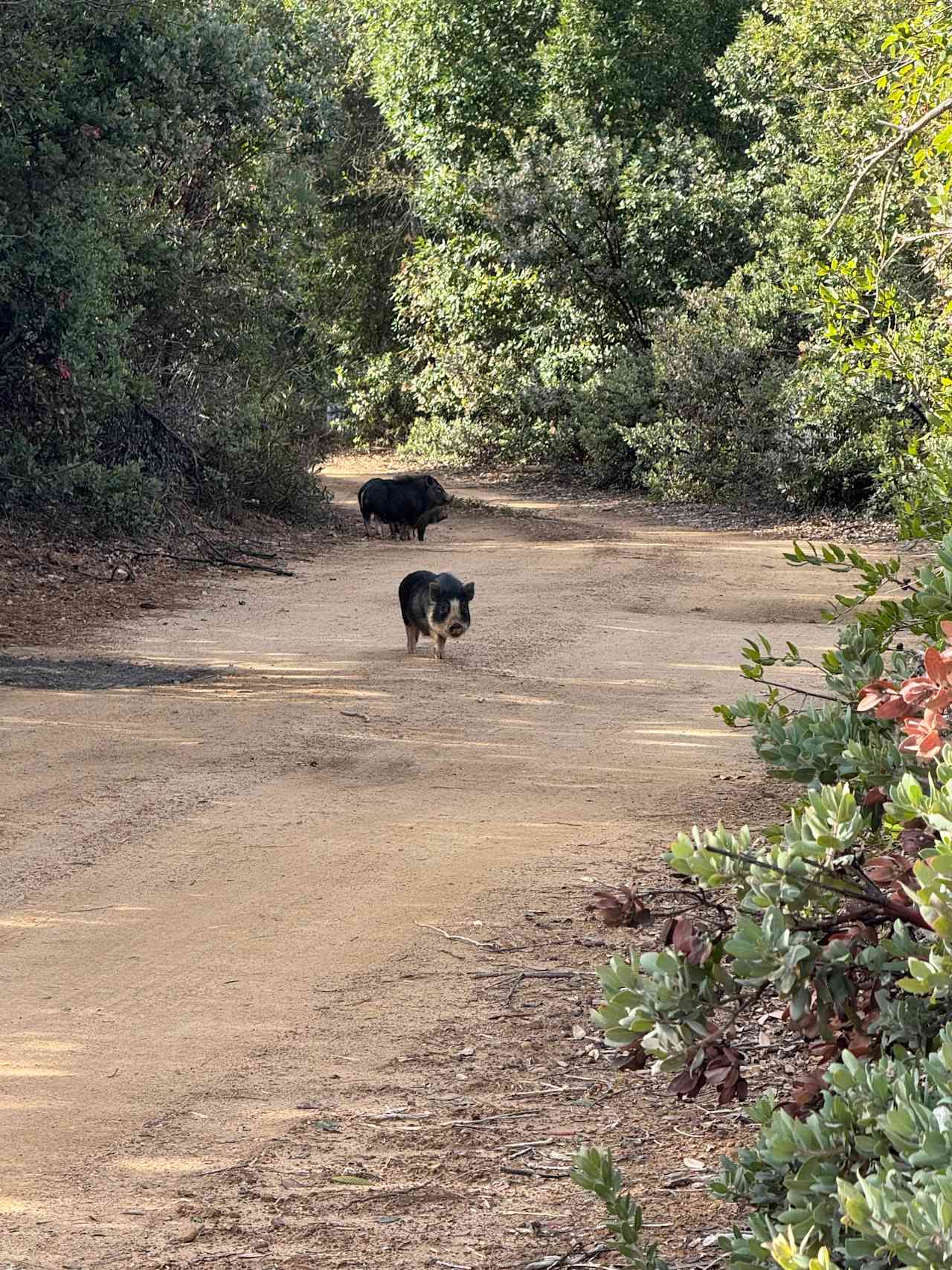 Camp Rewilding