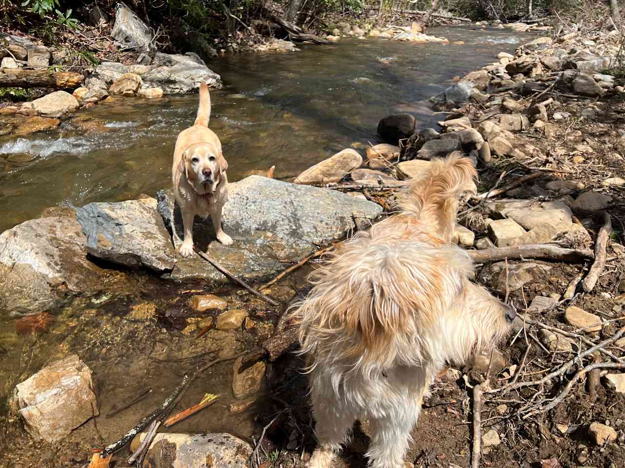 Camp Cressy Creek