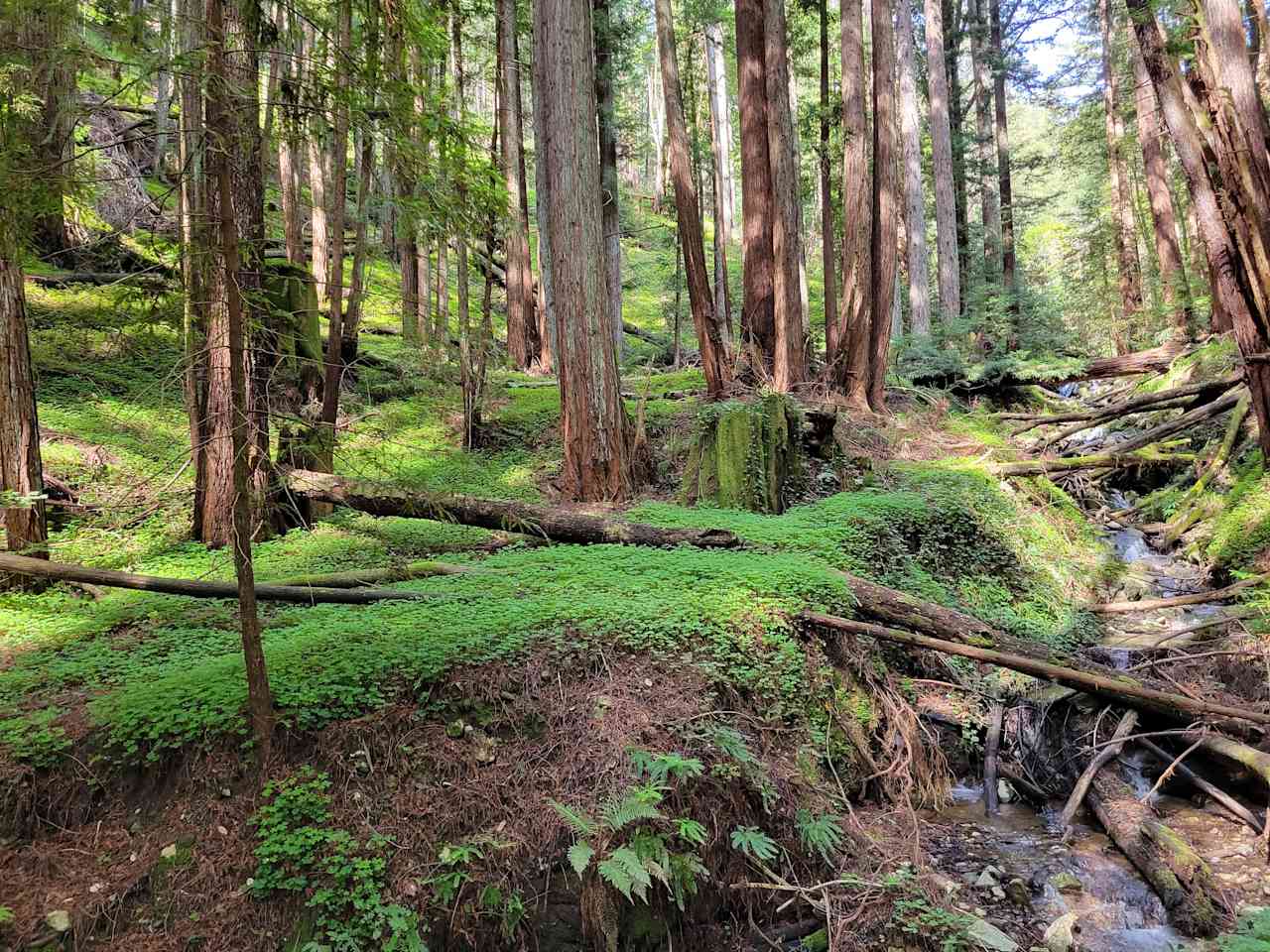 Felton Open Space Camp Sites