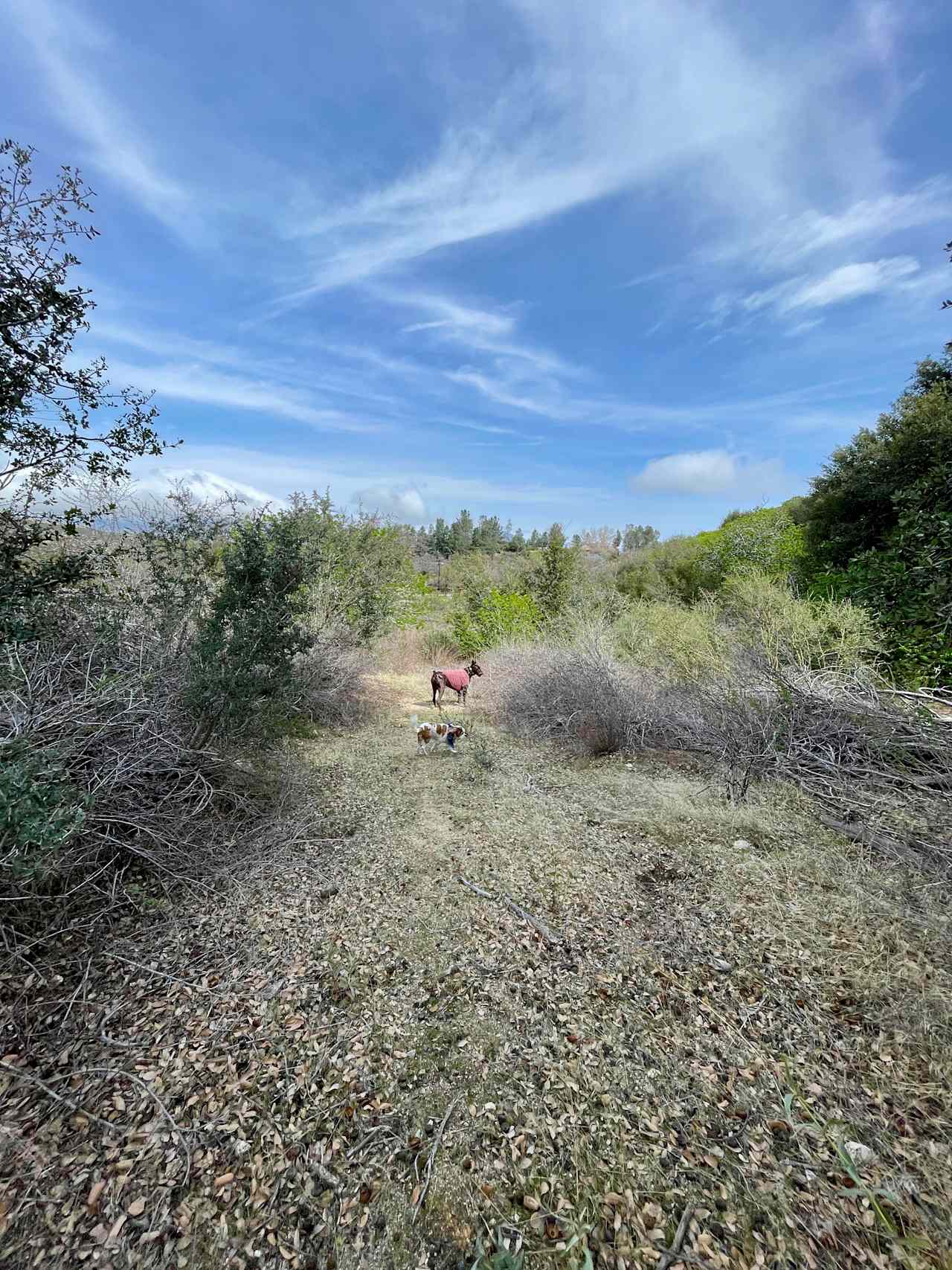 The Hideout - 100+ Acres Oak Trees