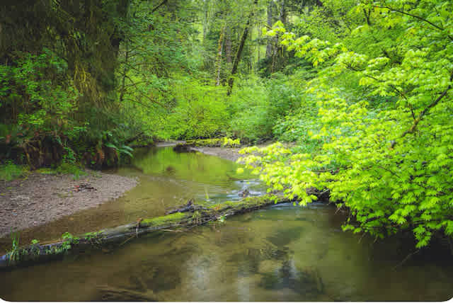 Rainforest Retreat