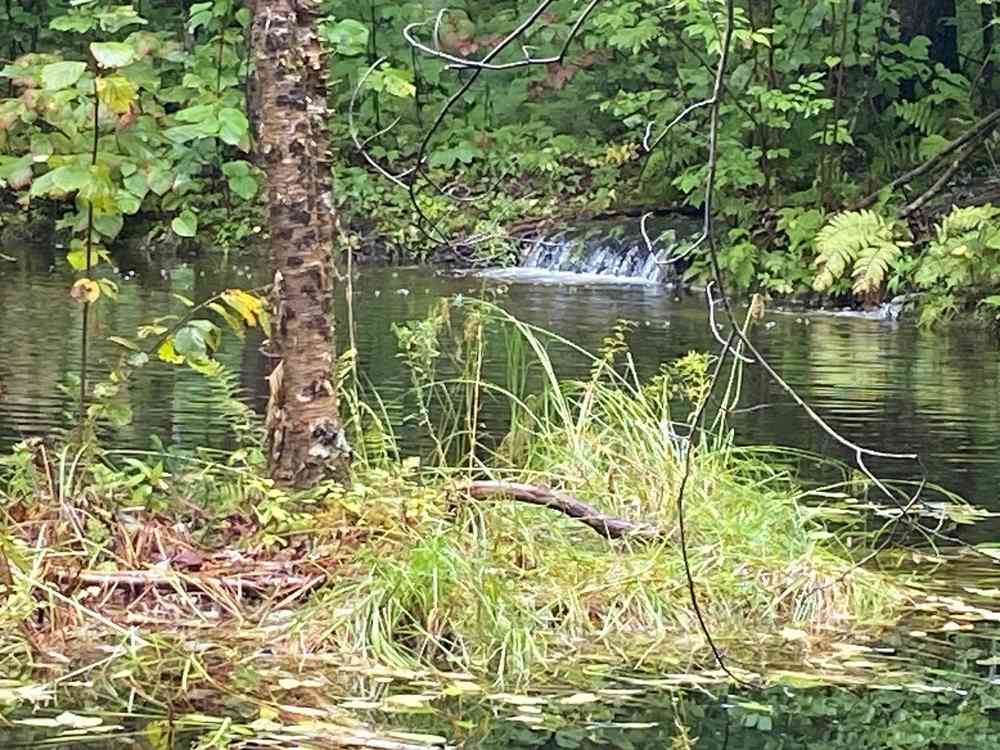 60 foot swimming pond with an island. It is stream fed from a spring. Very pure mountain water. The pond is located on the property near your spot.