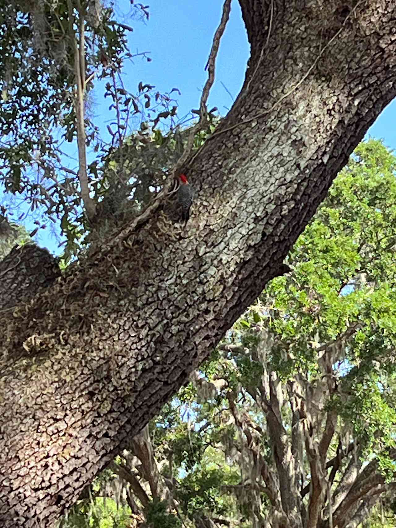 Redheaded woodpecker 