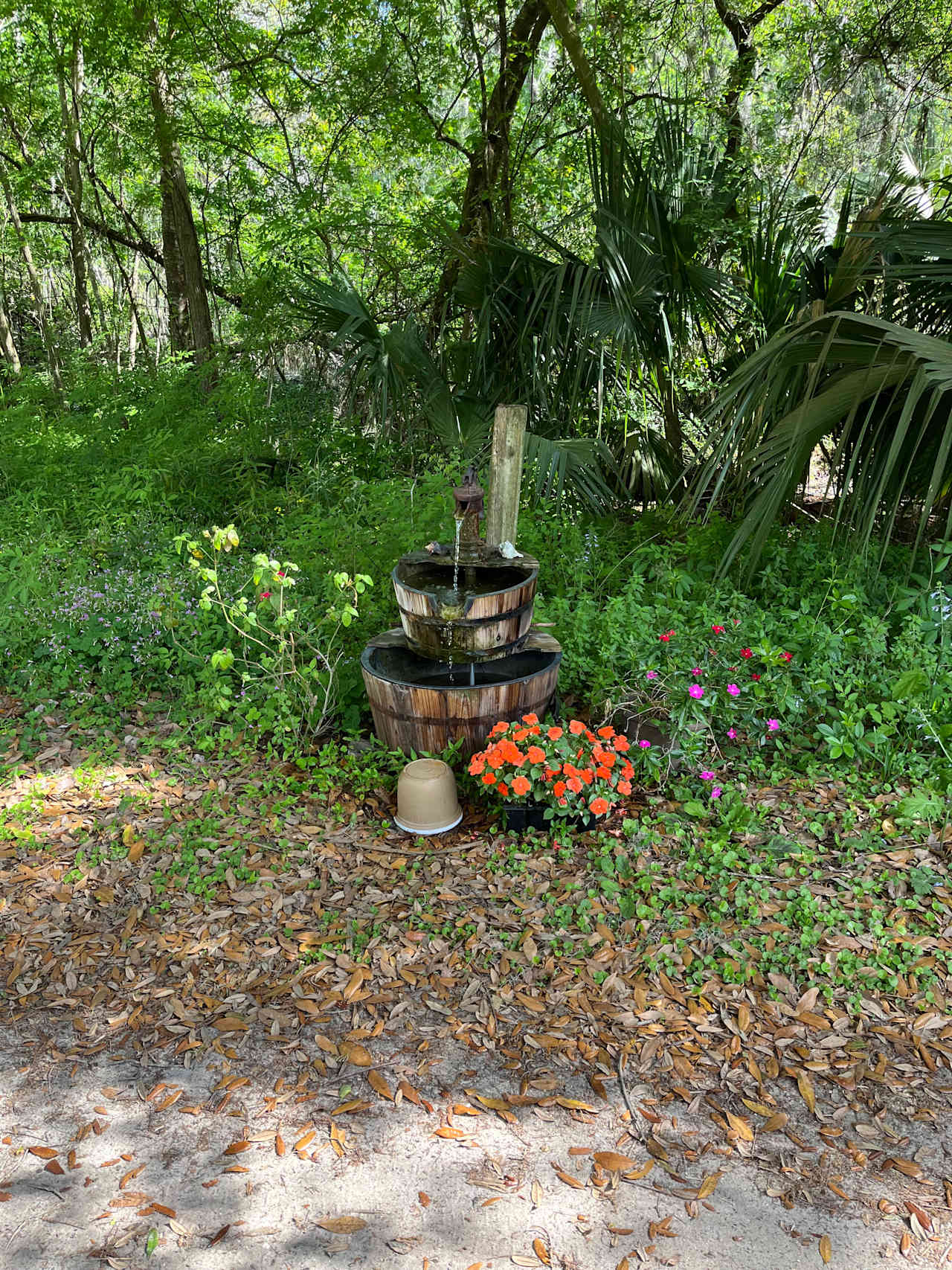 Wooded areas in a horse pasture