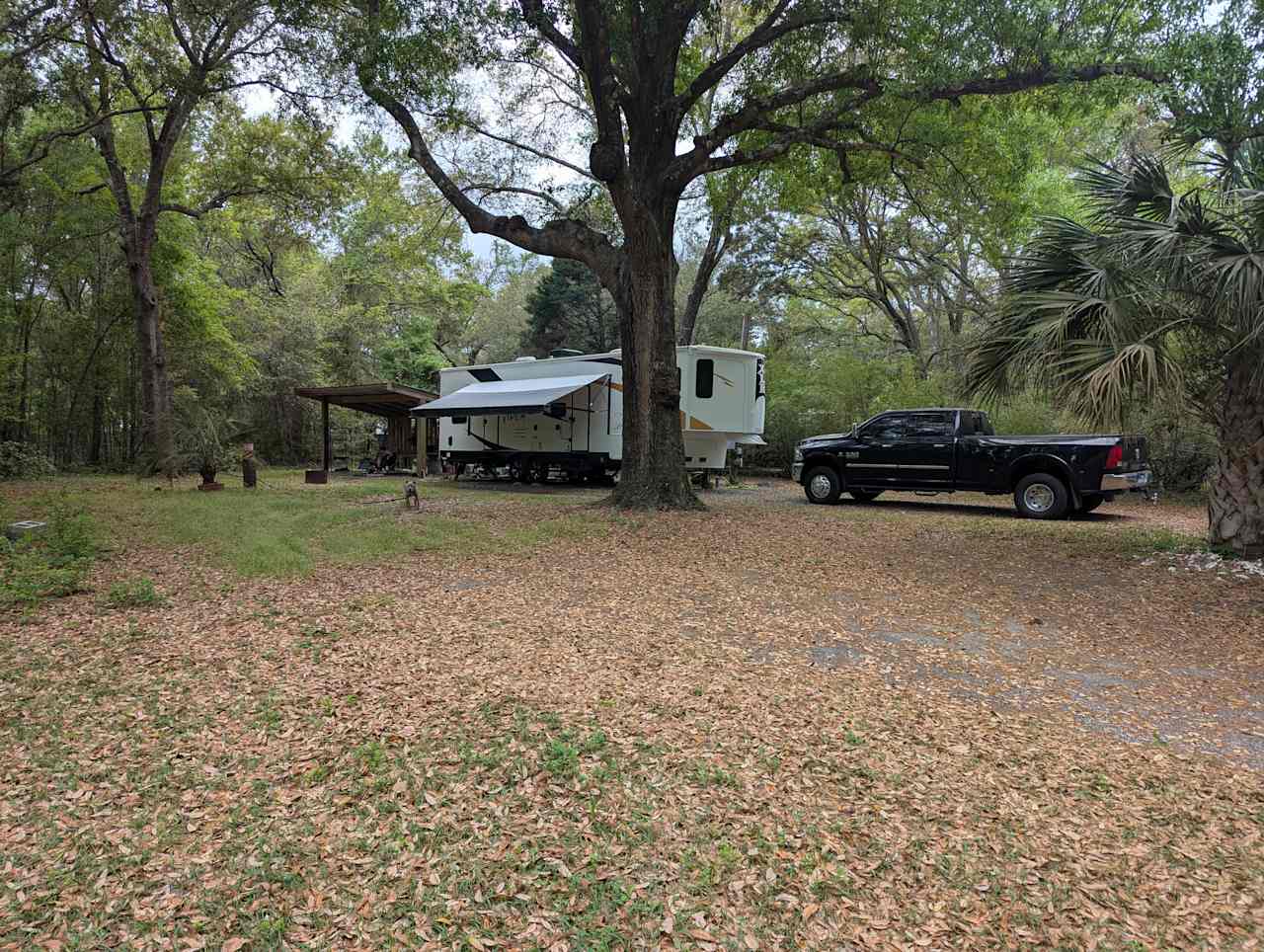 Nice level, long site, just a little tight on the palmetto tree backing in. Having the shelter was great