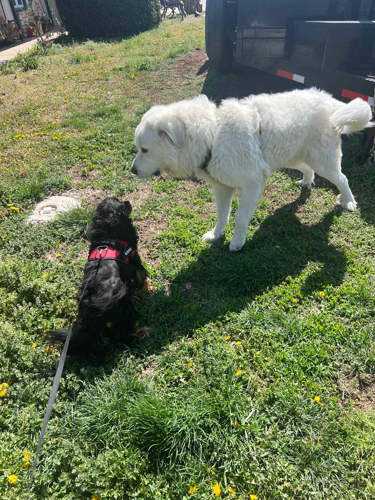 Our Kona like their dog! 