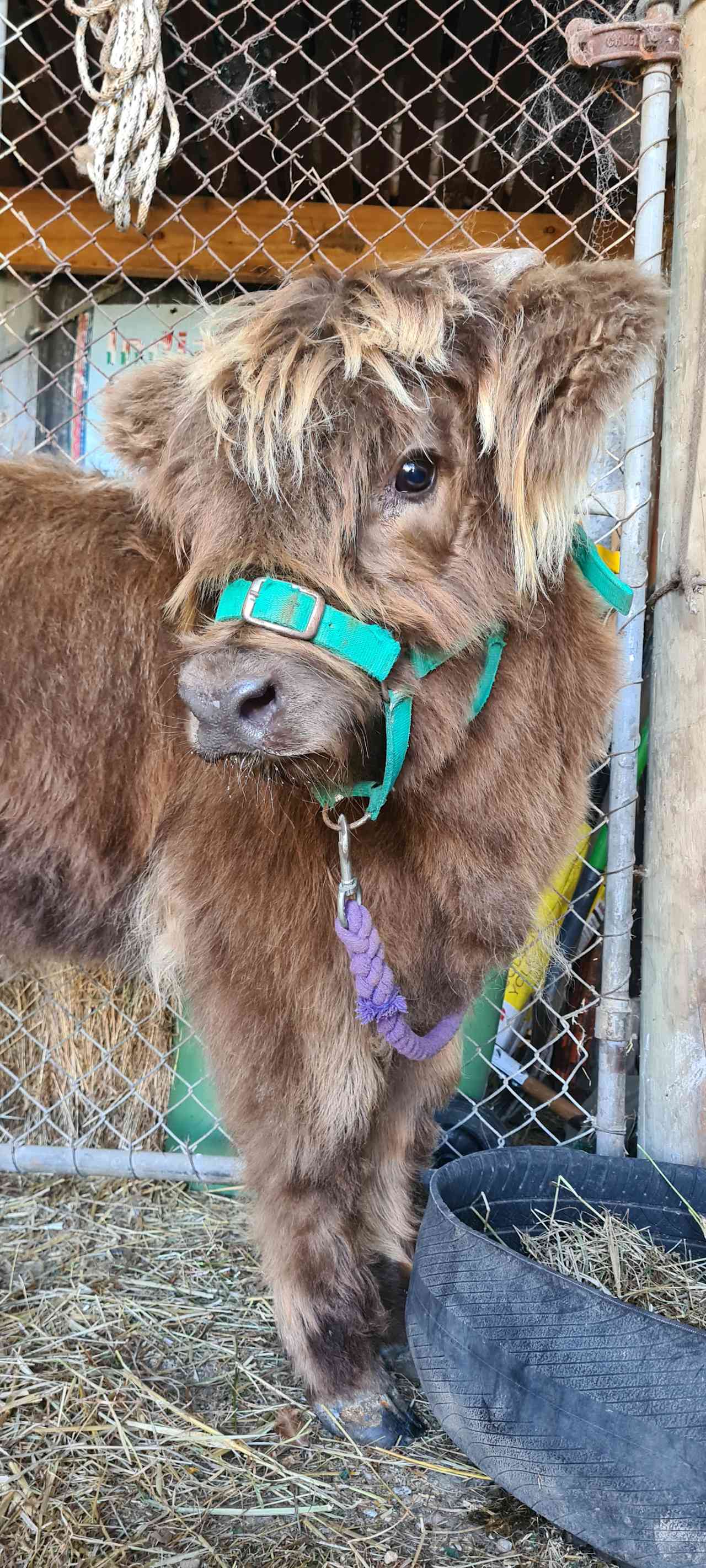 Coos & Ewes
