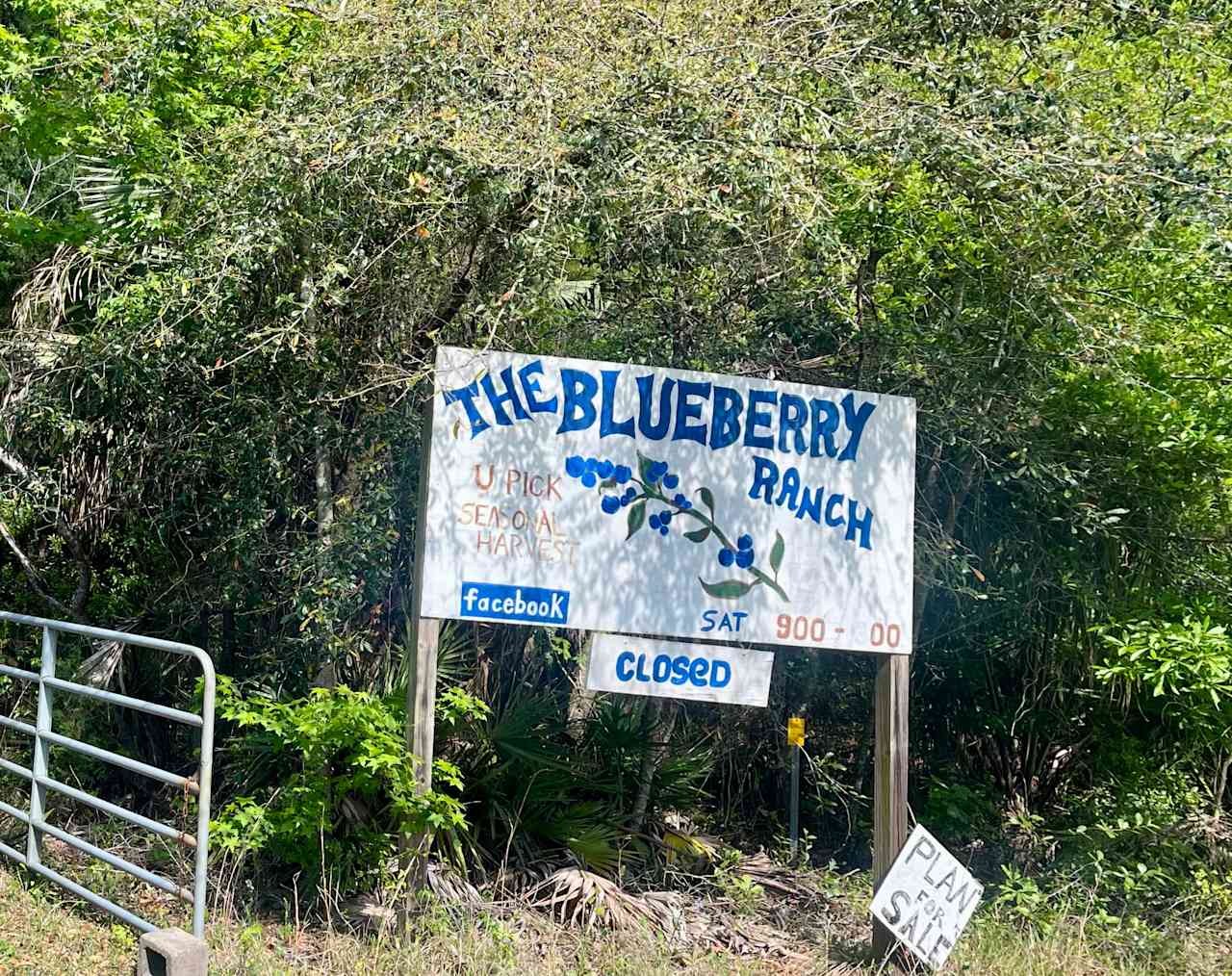The Blueberry Ranch
