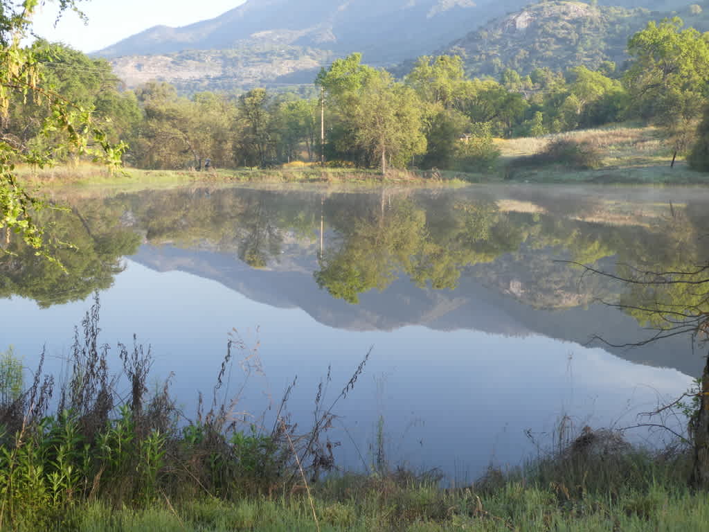 Pond at dawn