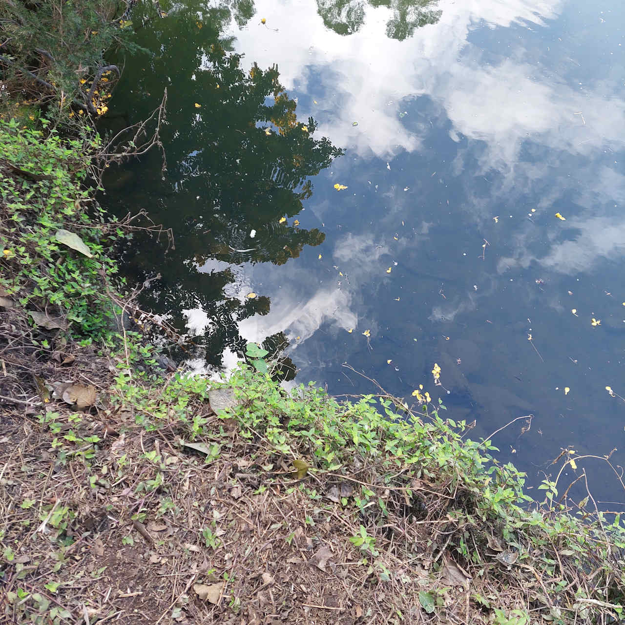 Turtle feeding 