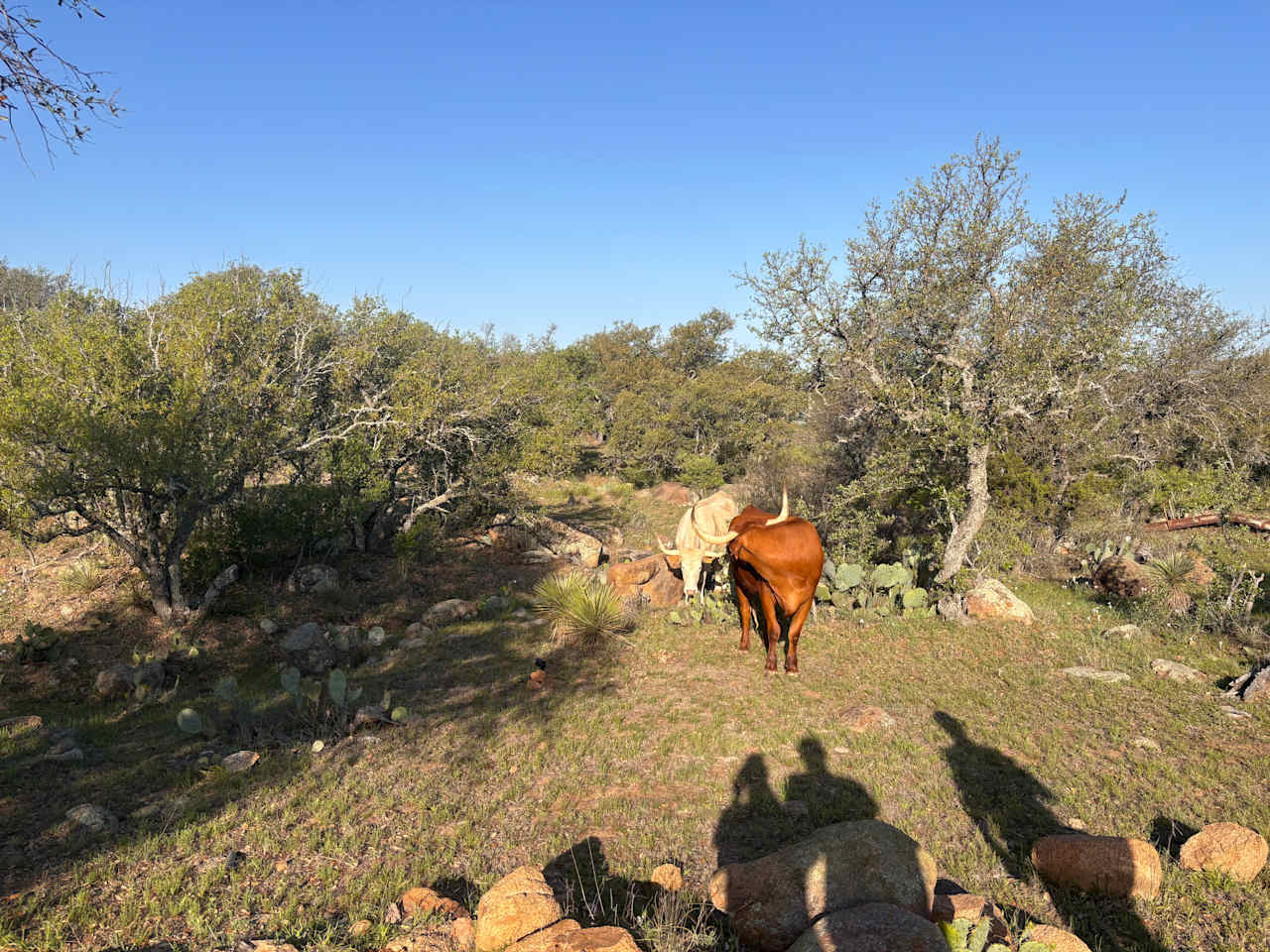 Brown Chicken Brown Cow Ranch