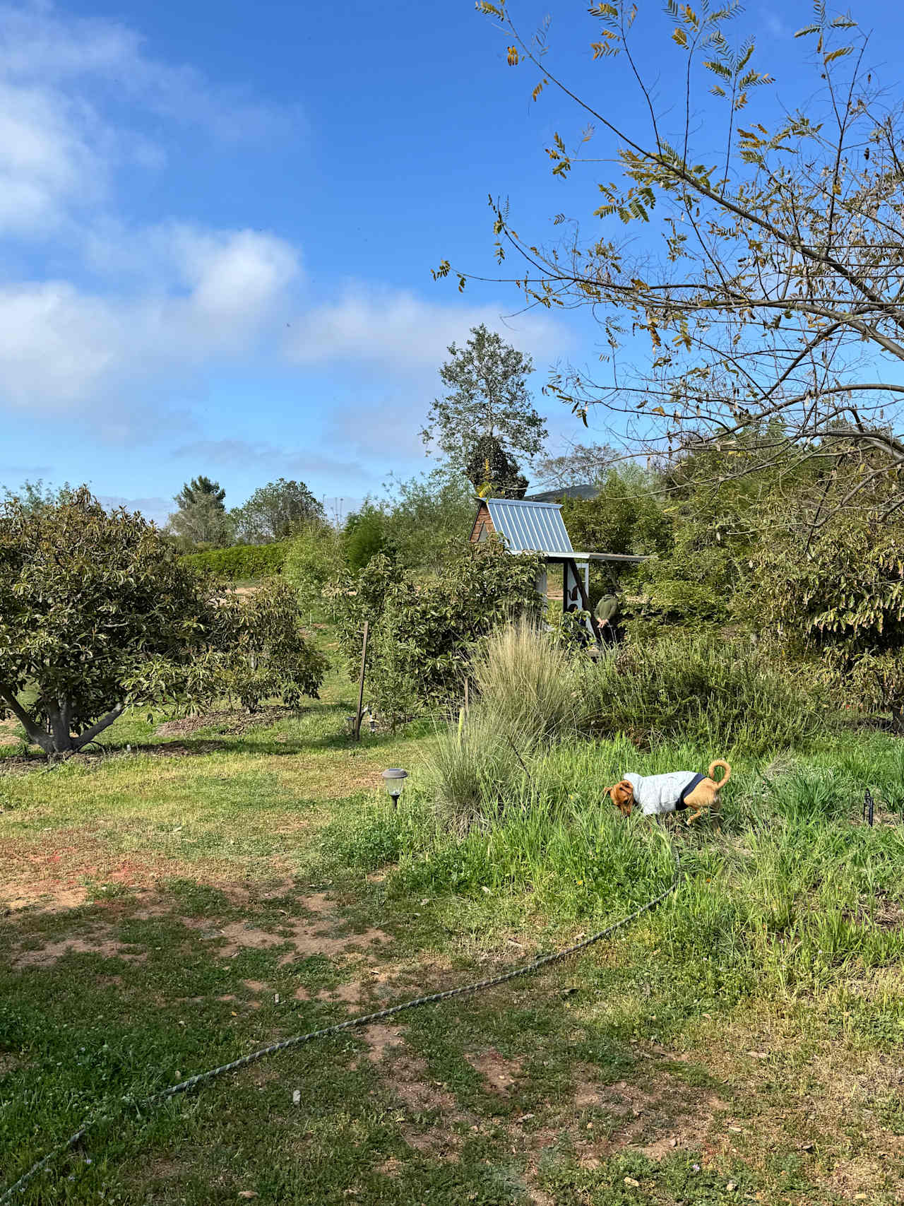 Campo Nopalito