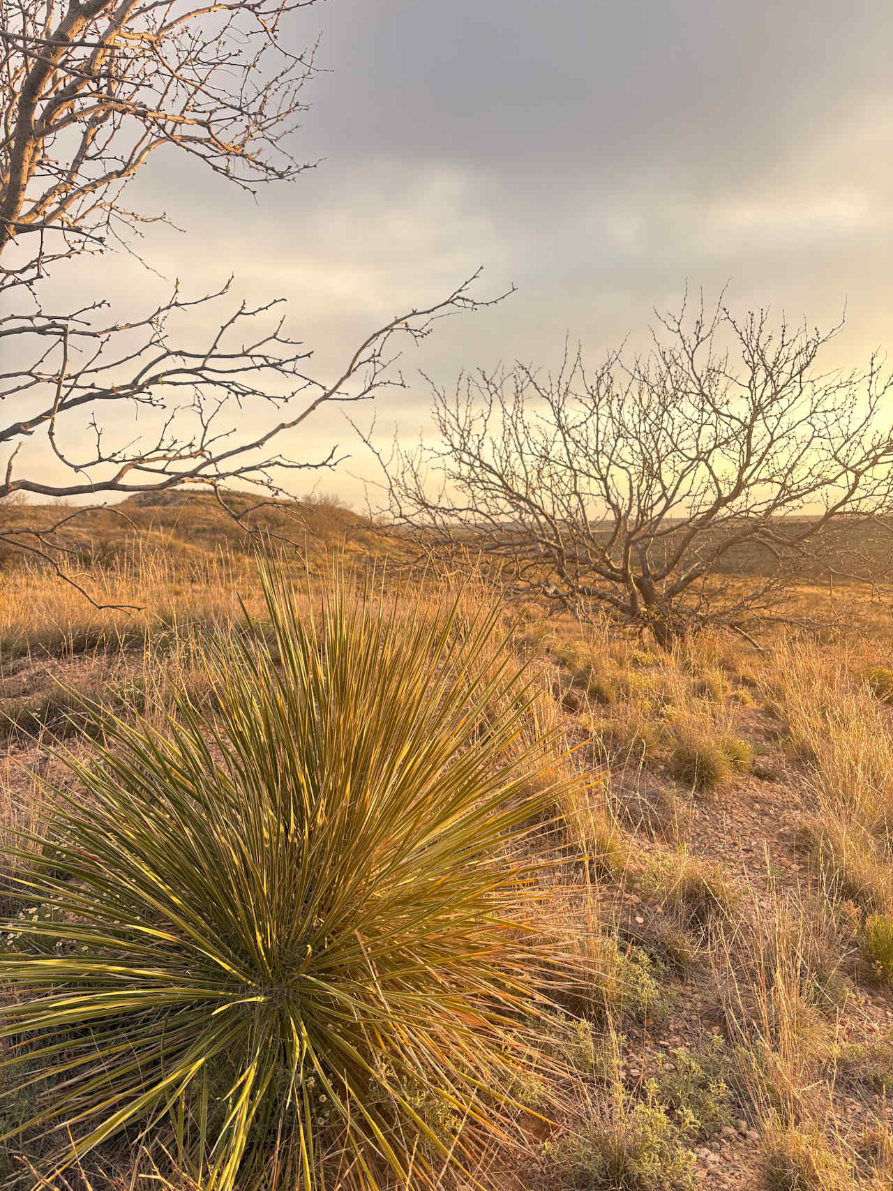 Mariposa Community Land Trust