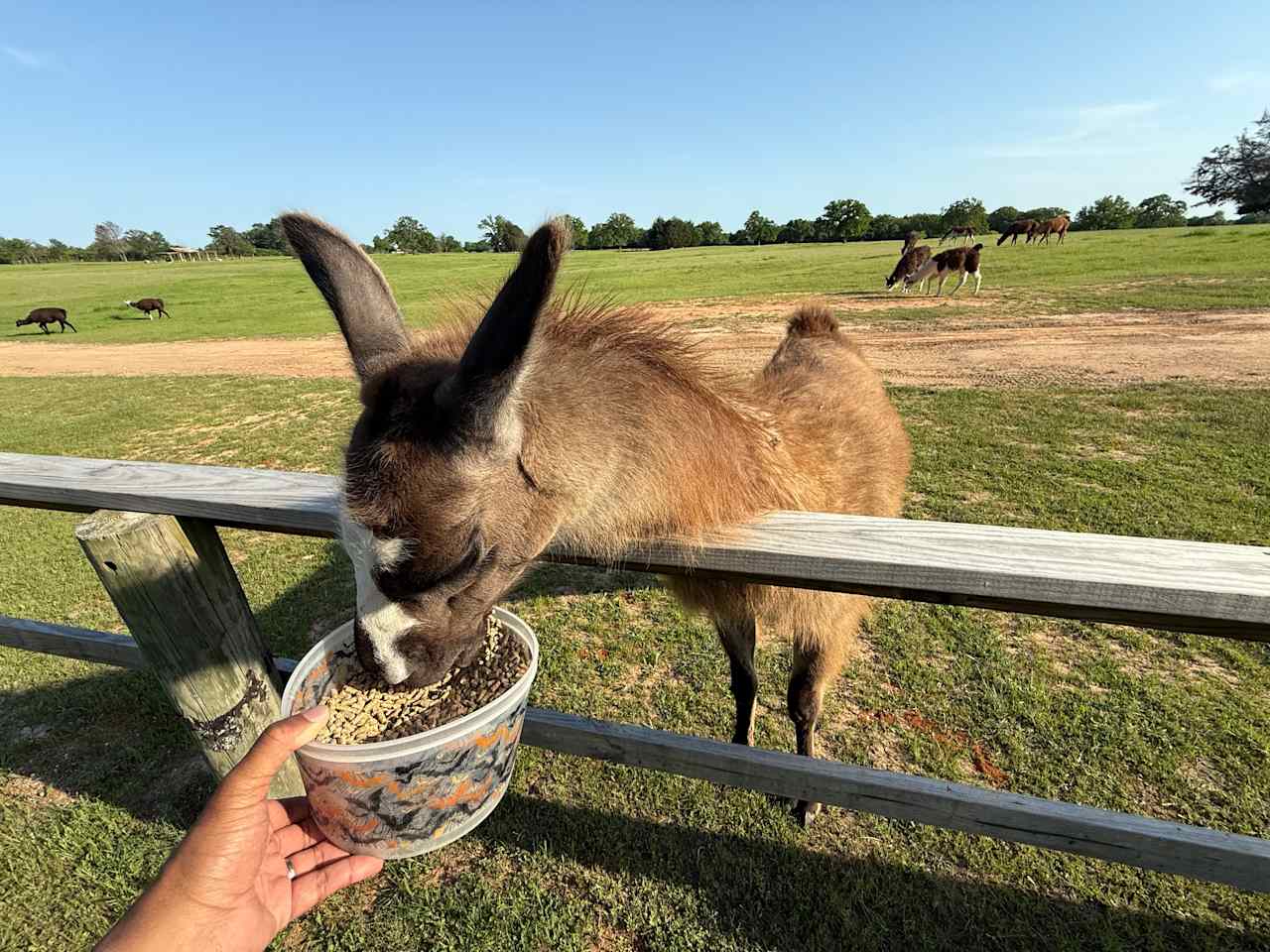 Feeding the locals